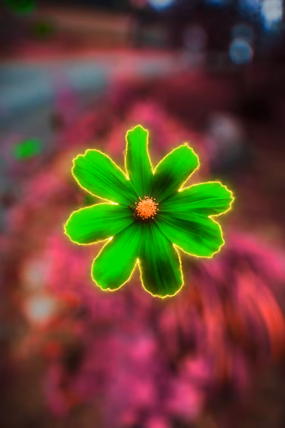 Star Flower