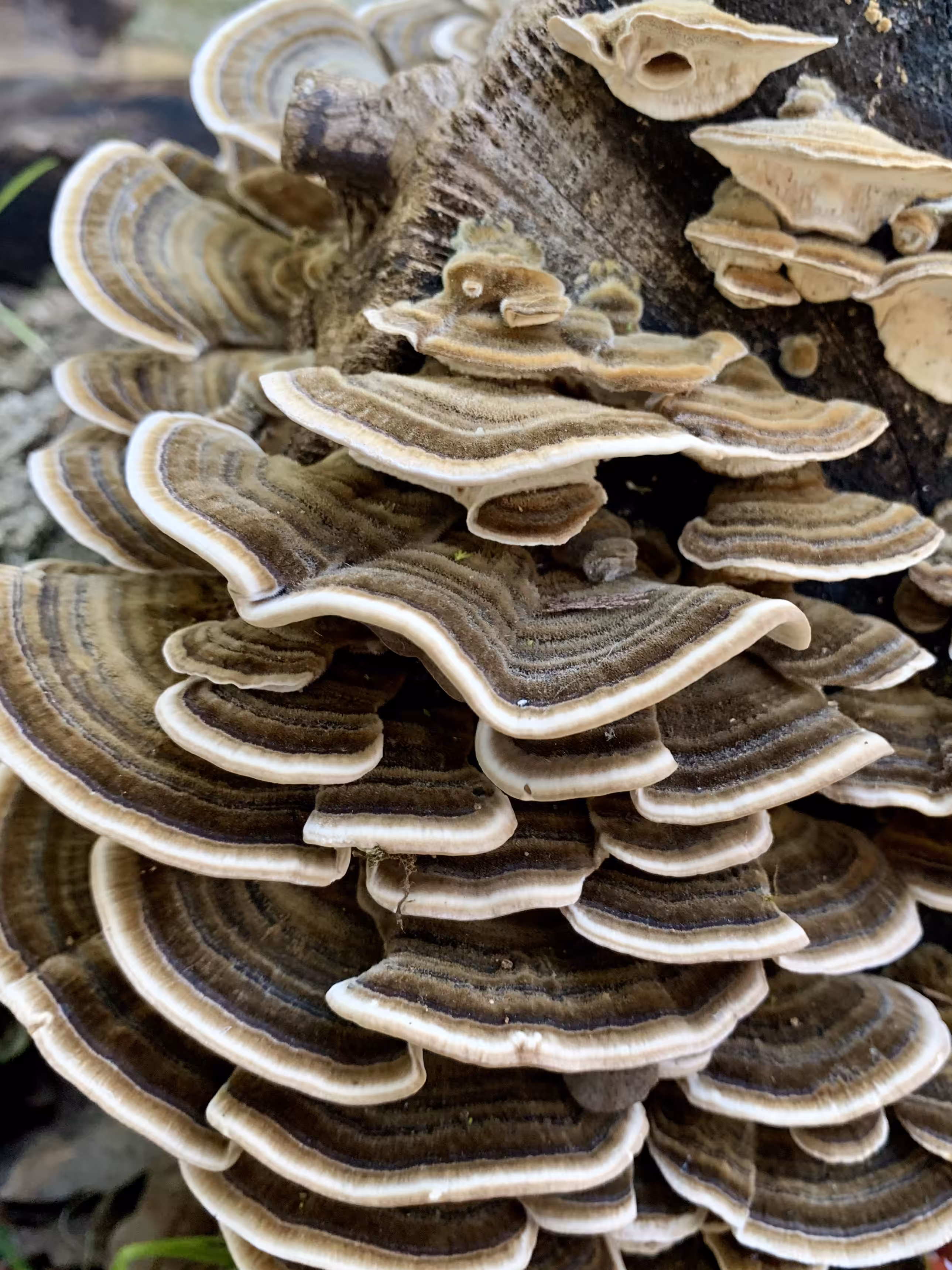 Fungi