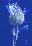 Two flowers.