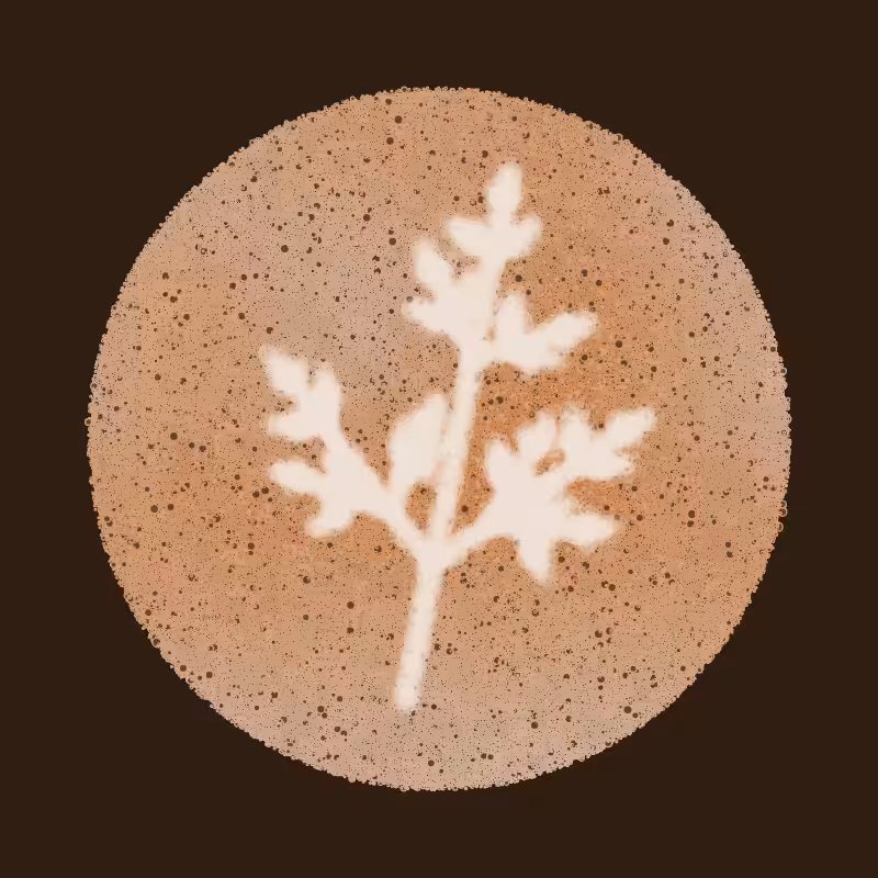 Barista (refill) #2
