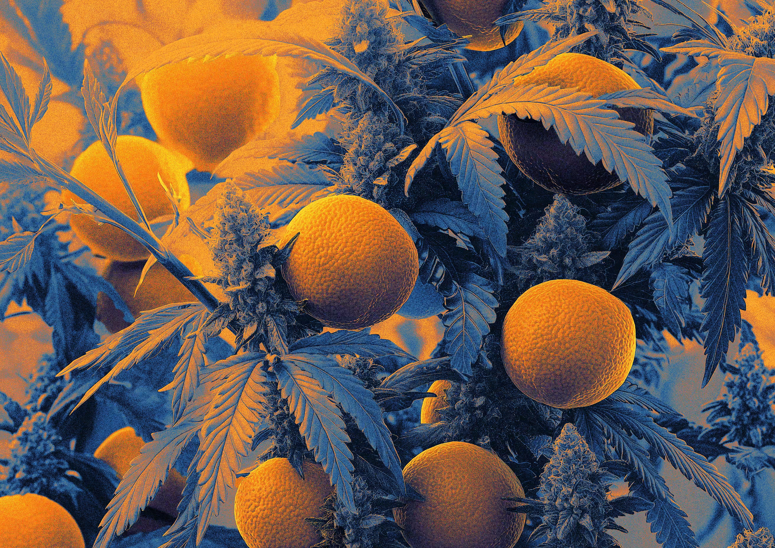 Orange Grove