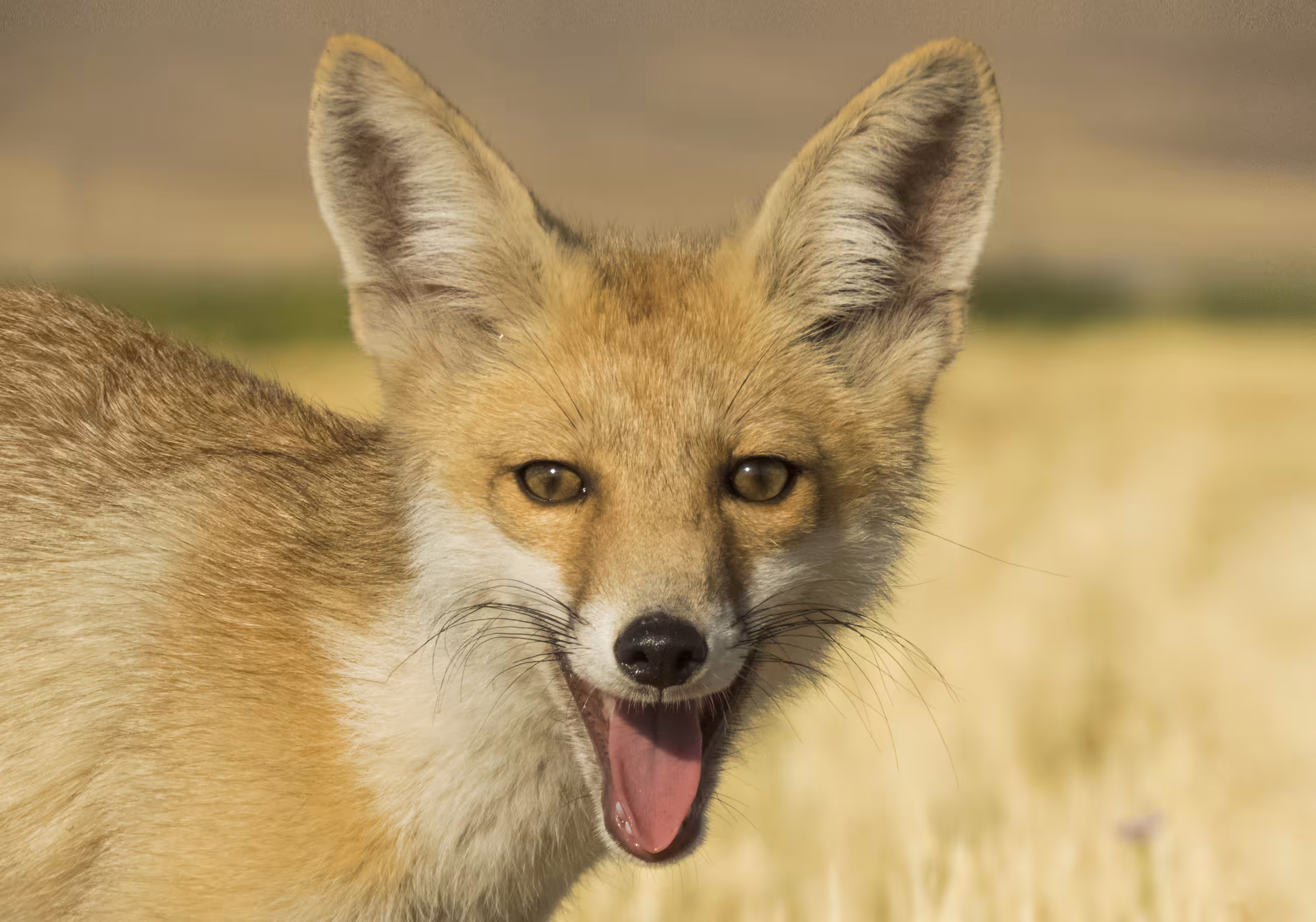 Fox Laugh