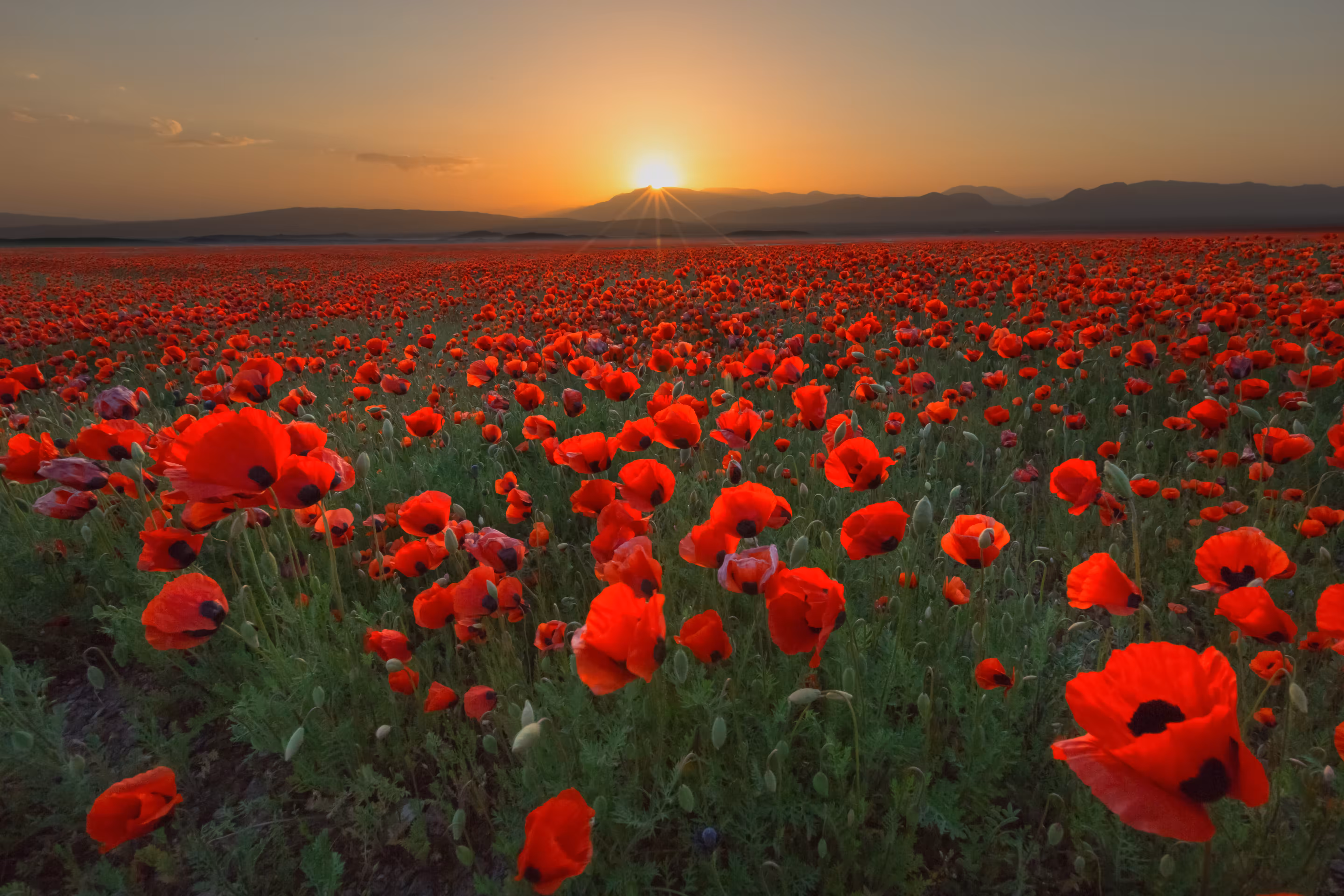 Anemone