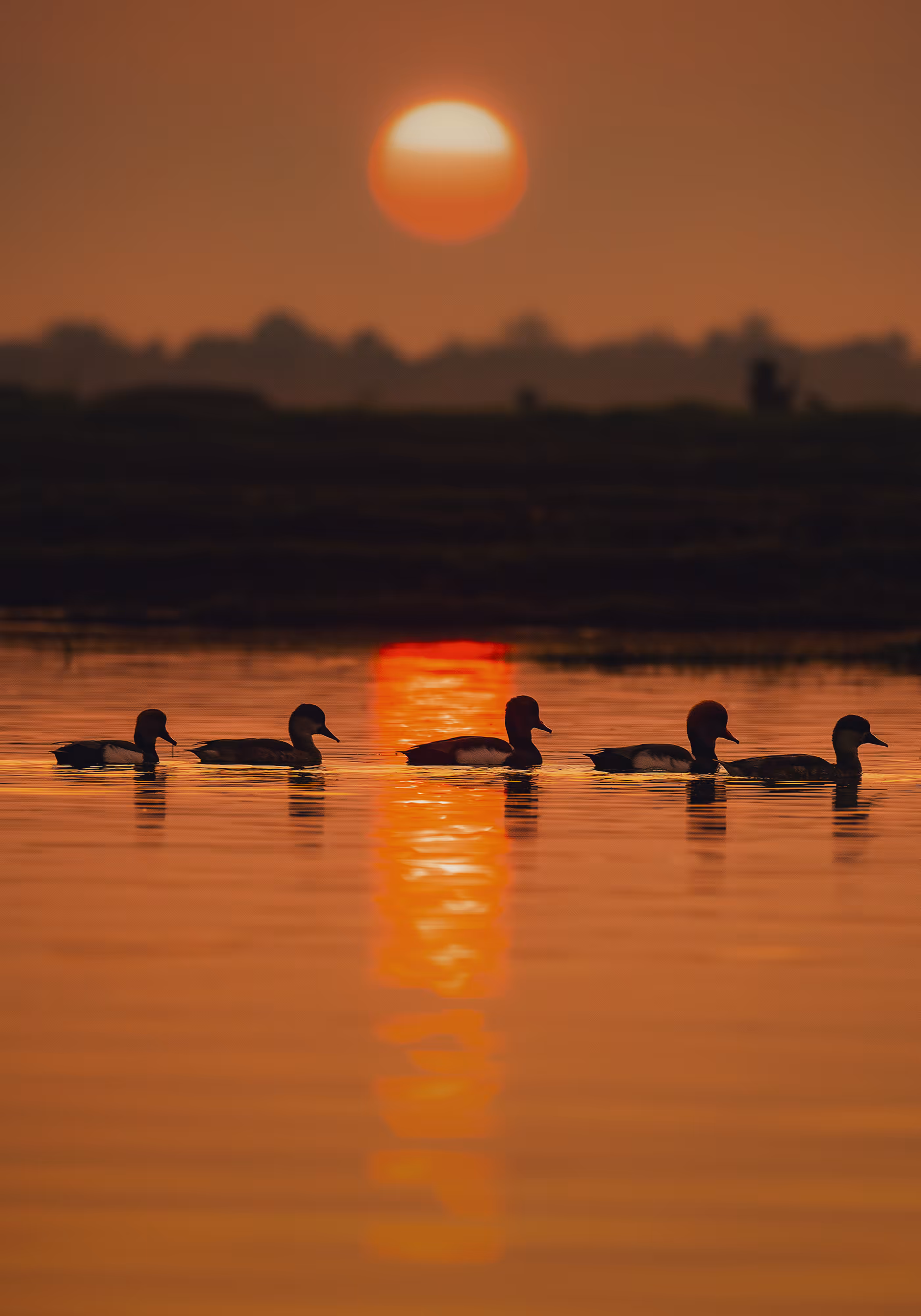 Sunset - Red-crested pochard