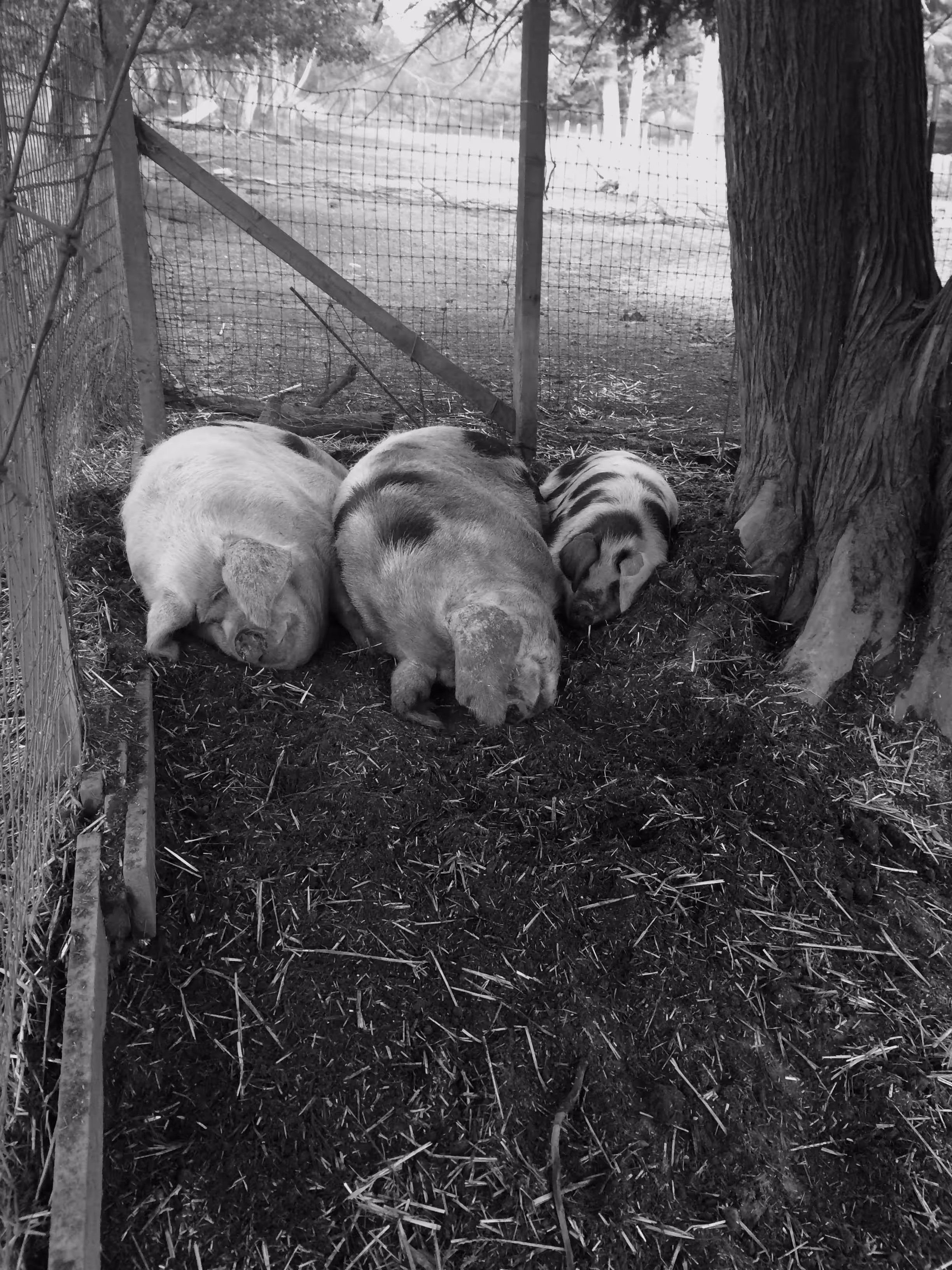 Objkt #{101 pigs nap}