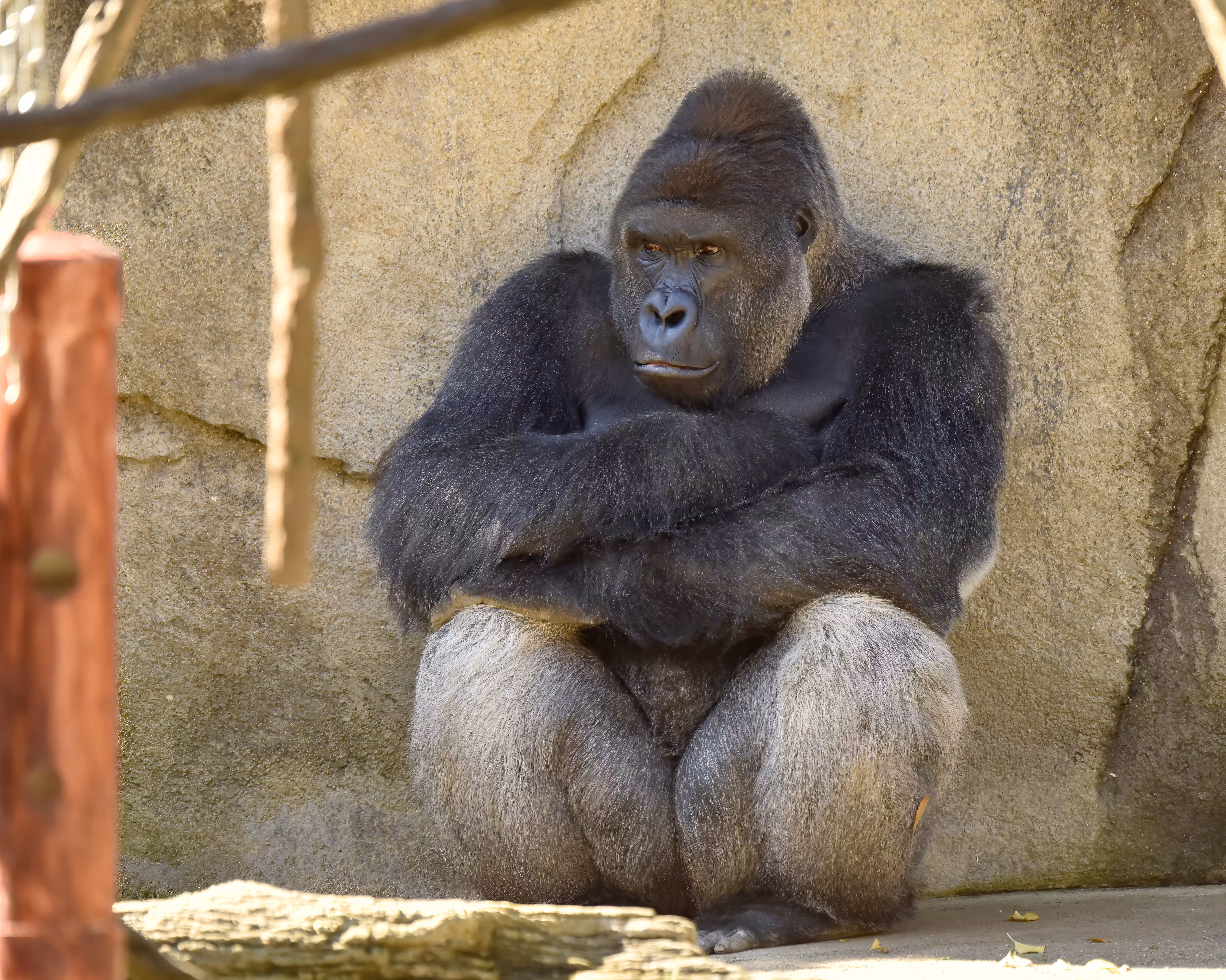 HARAMBE: LEGENDS #363