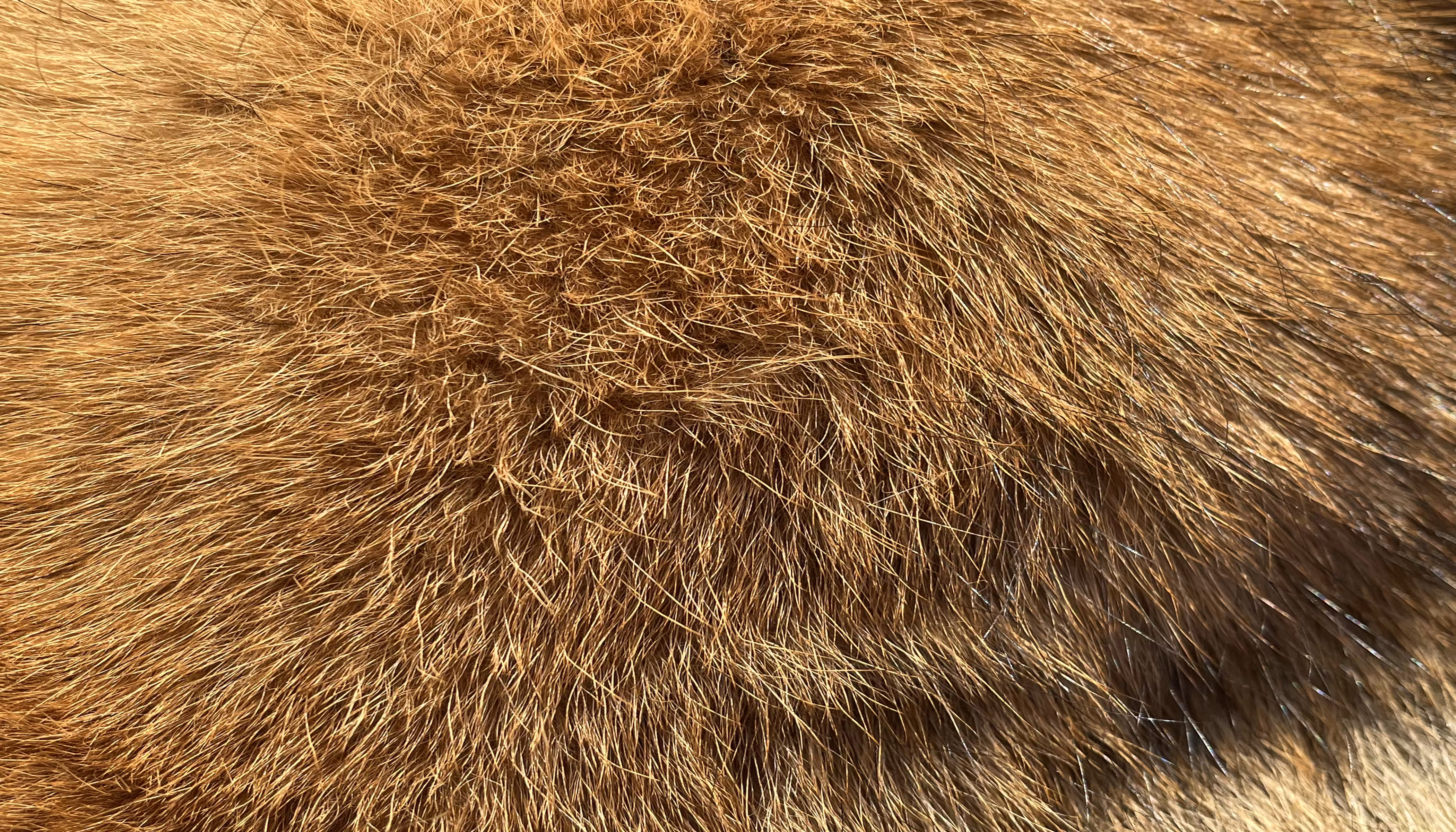 The Furs of Bella #8