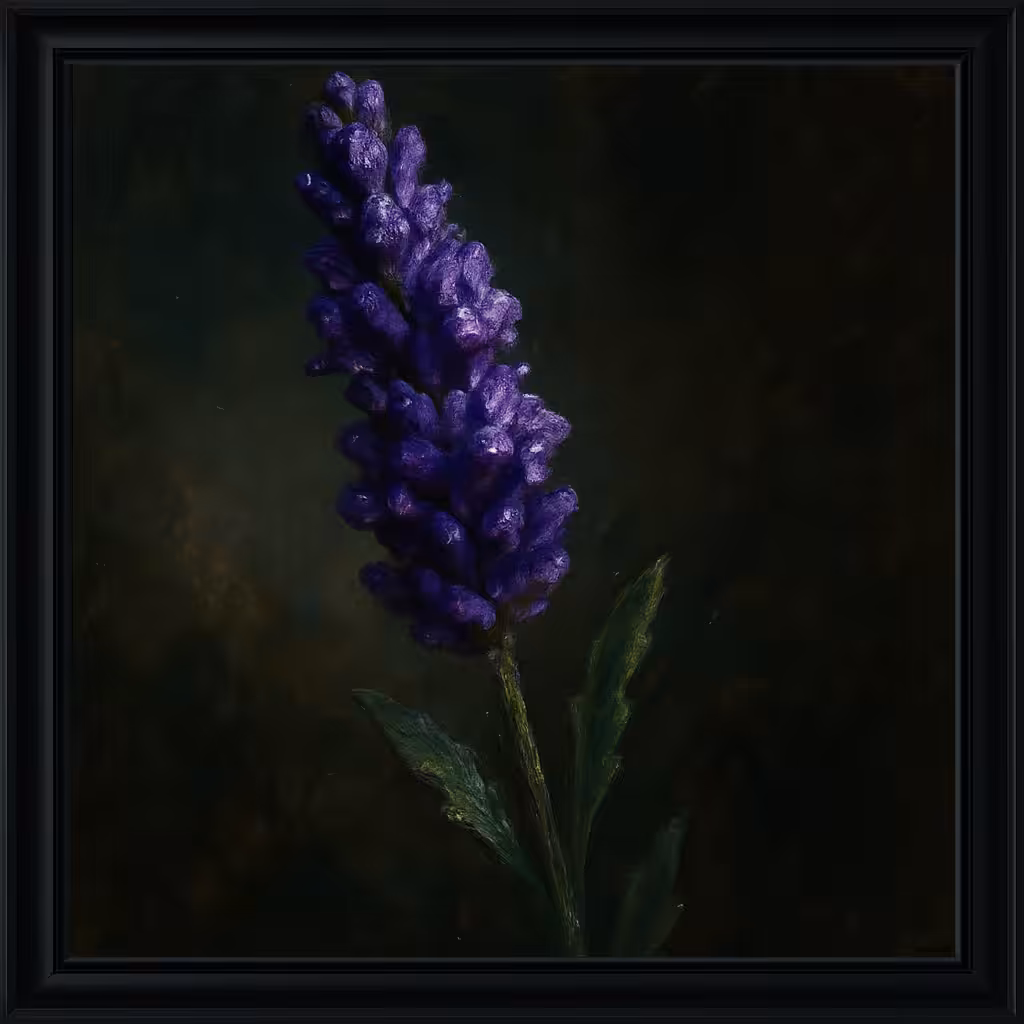 Lavandula Angustifolia (English Lavender)
