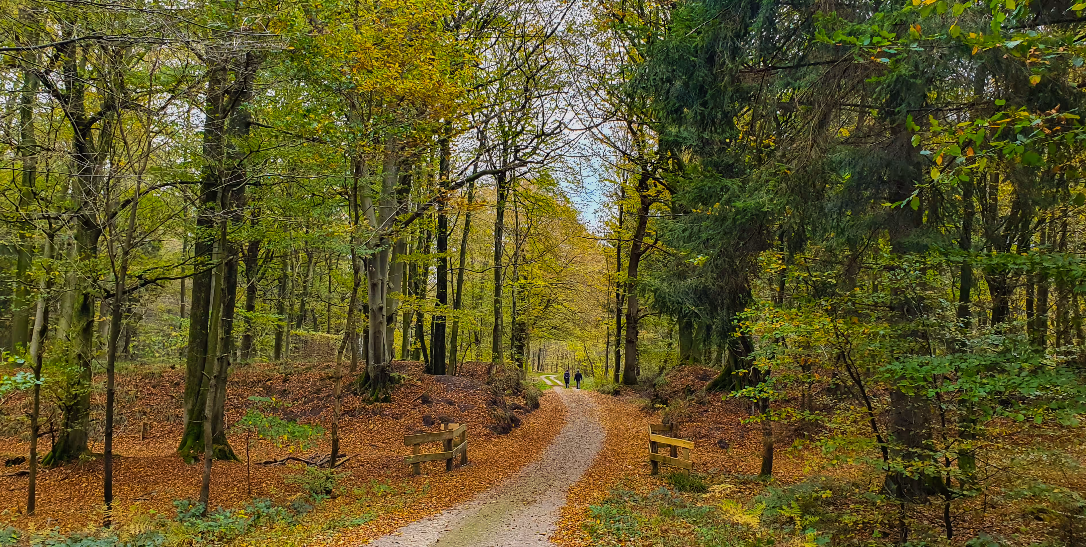  A Stroll Amidst Nature's Symphony