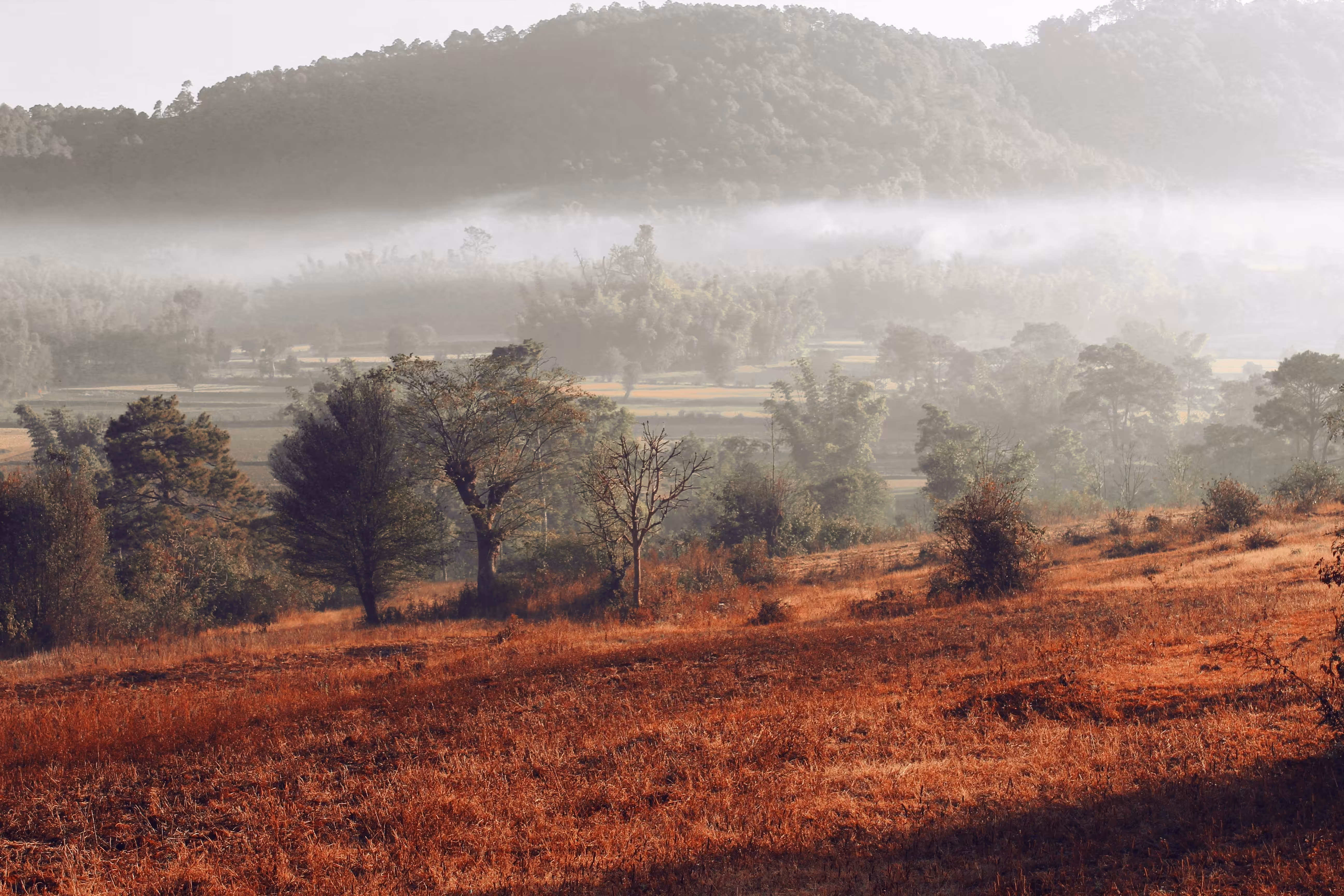 fog