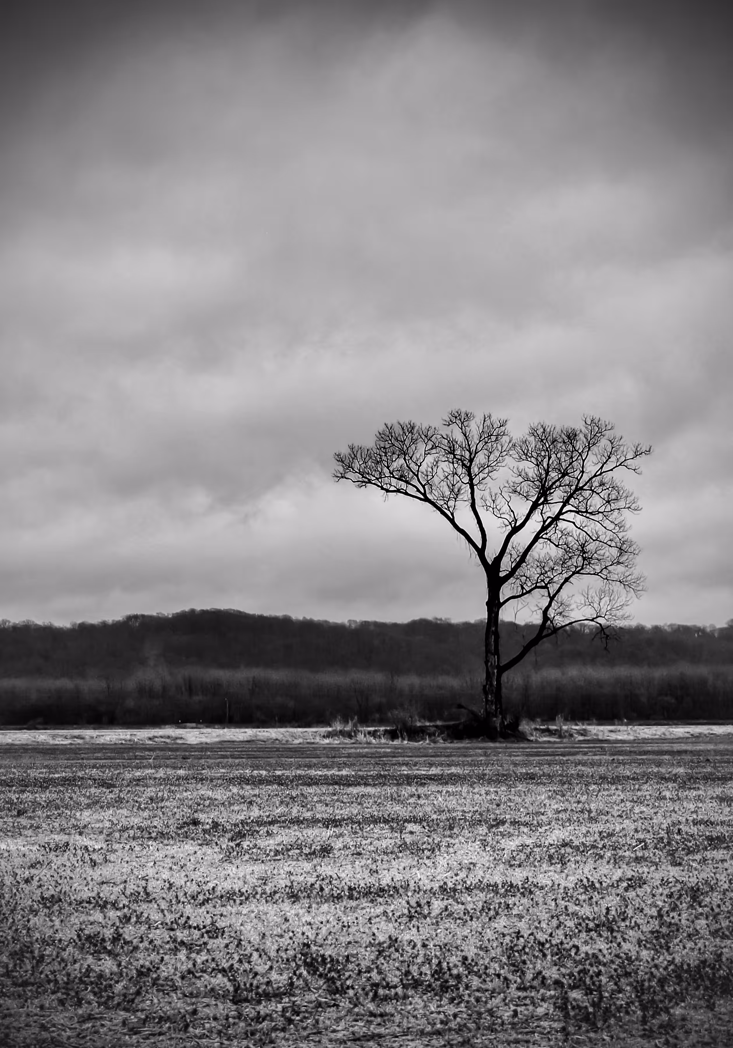 Lonely Tree
