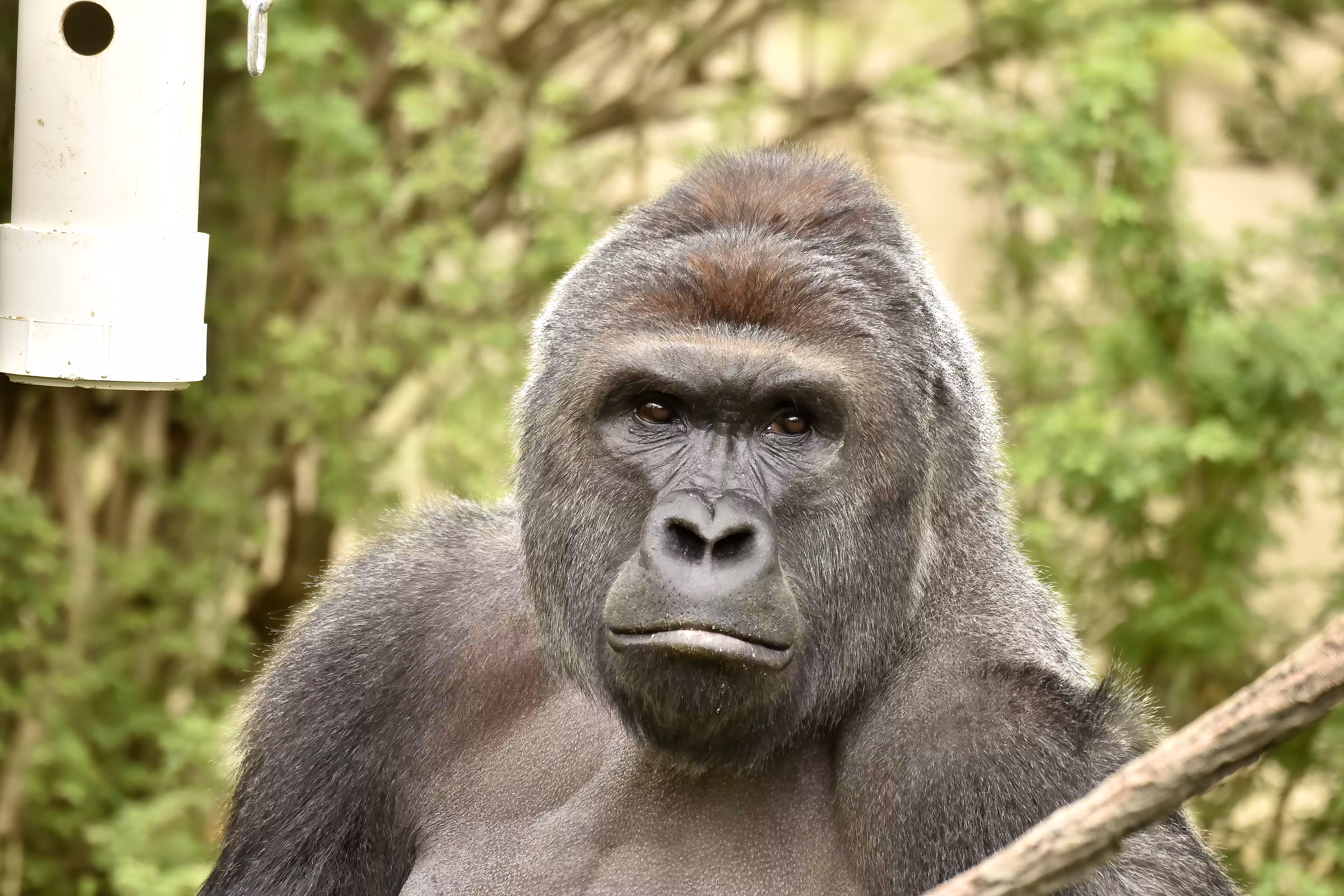 Harambe #002