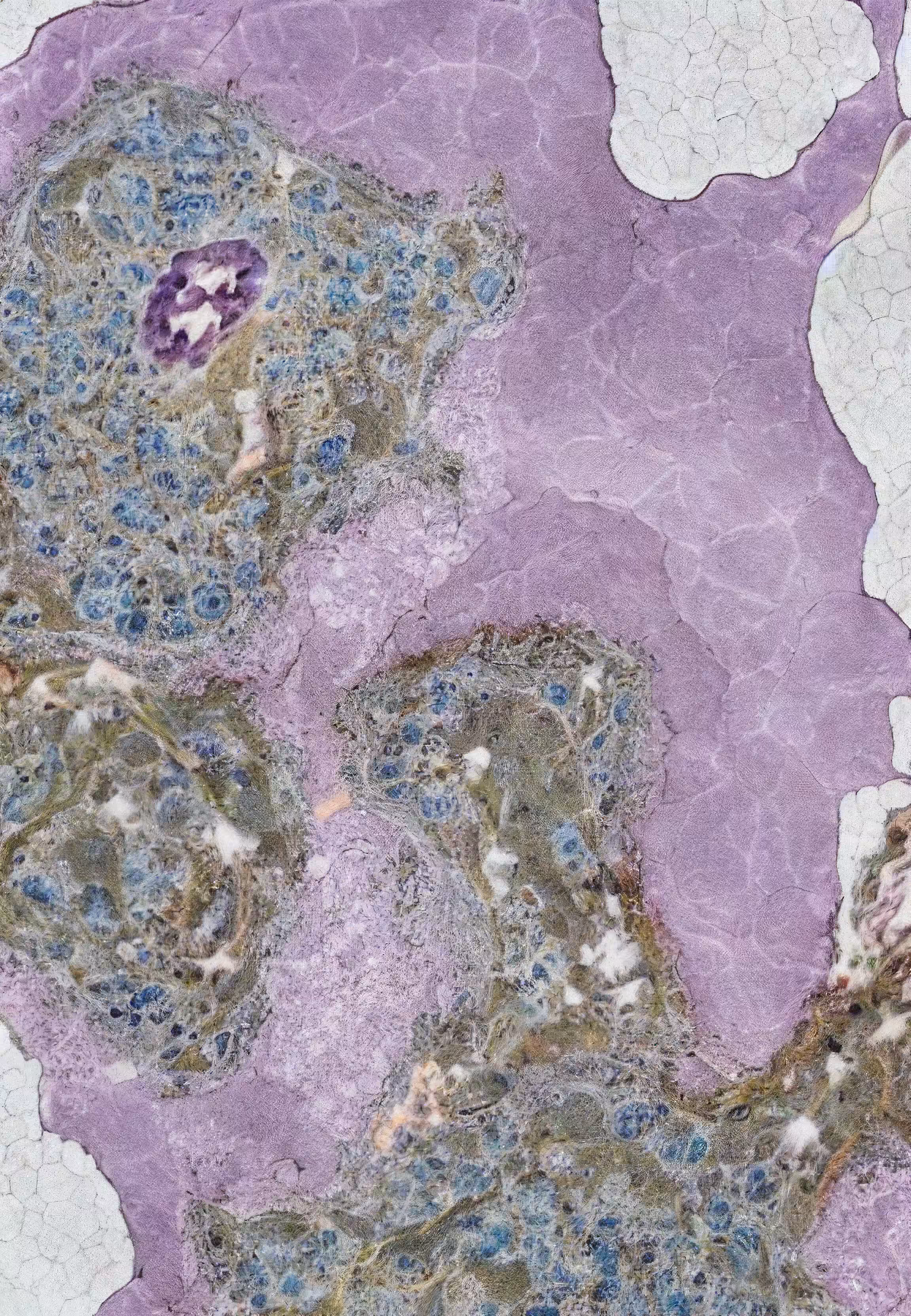 Histologia In Silico #290