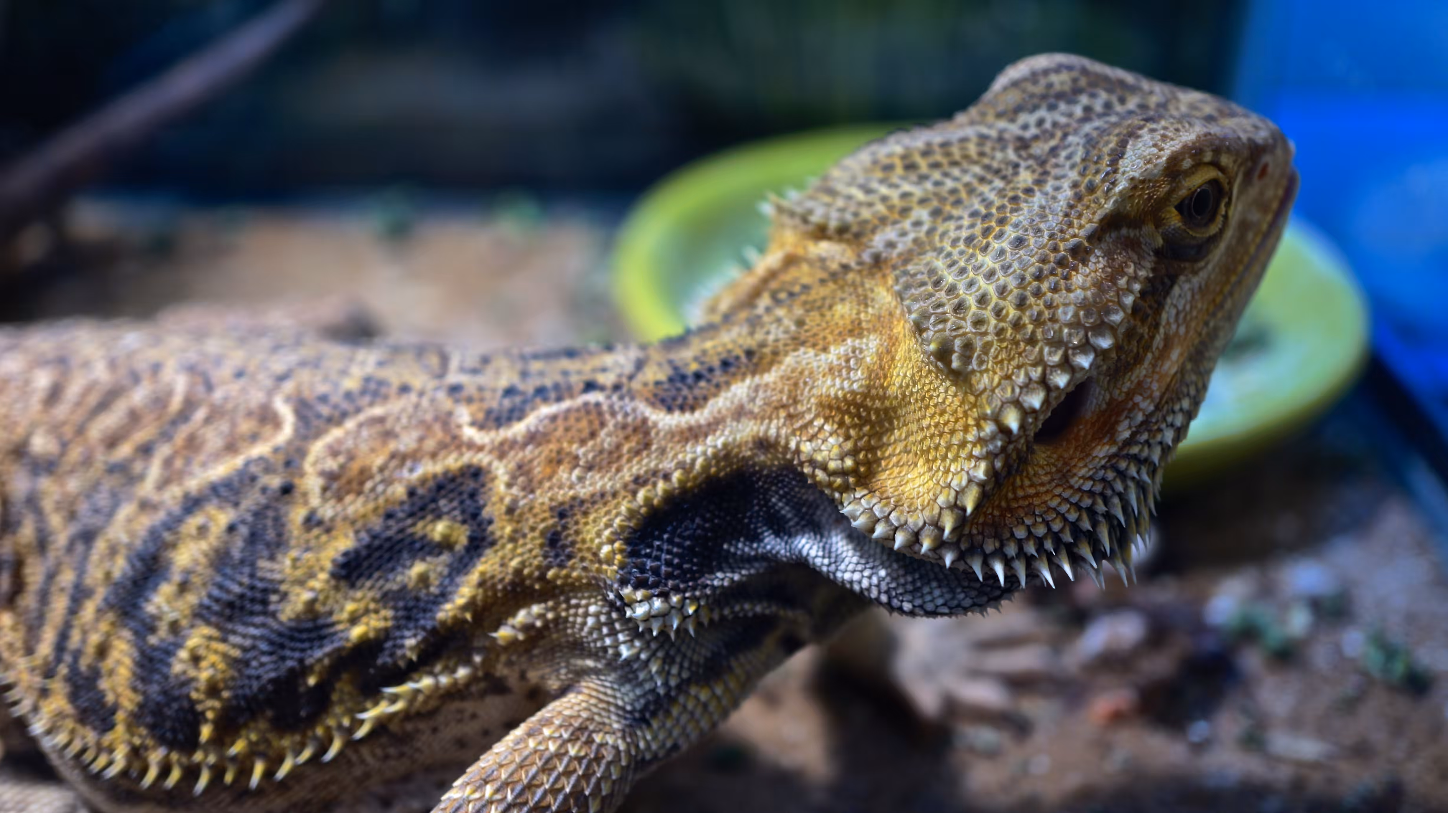 Harvey The Dragon