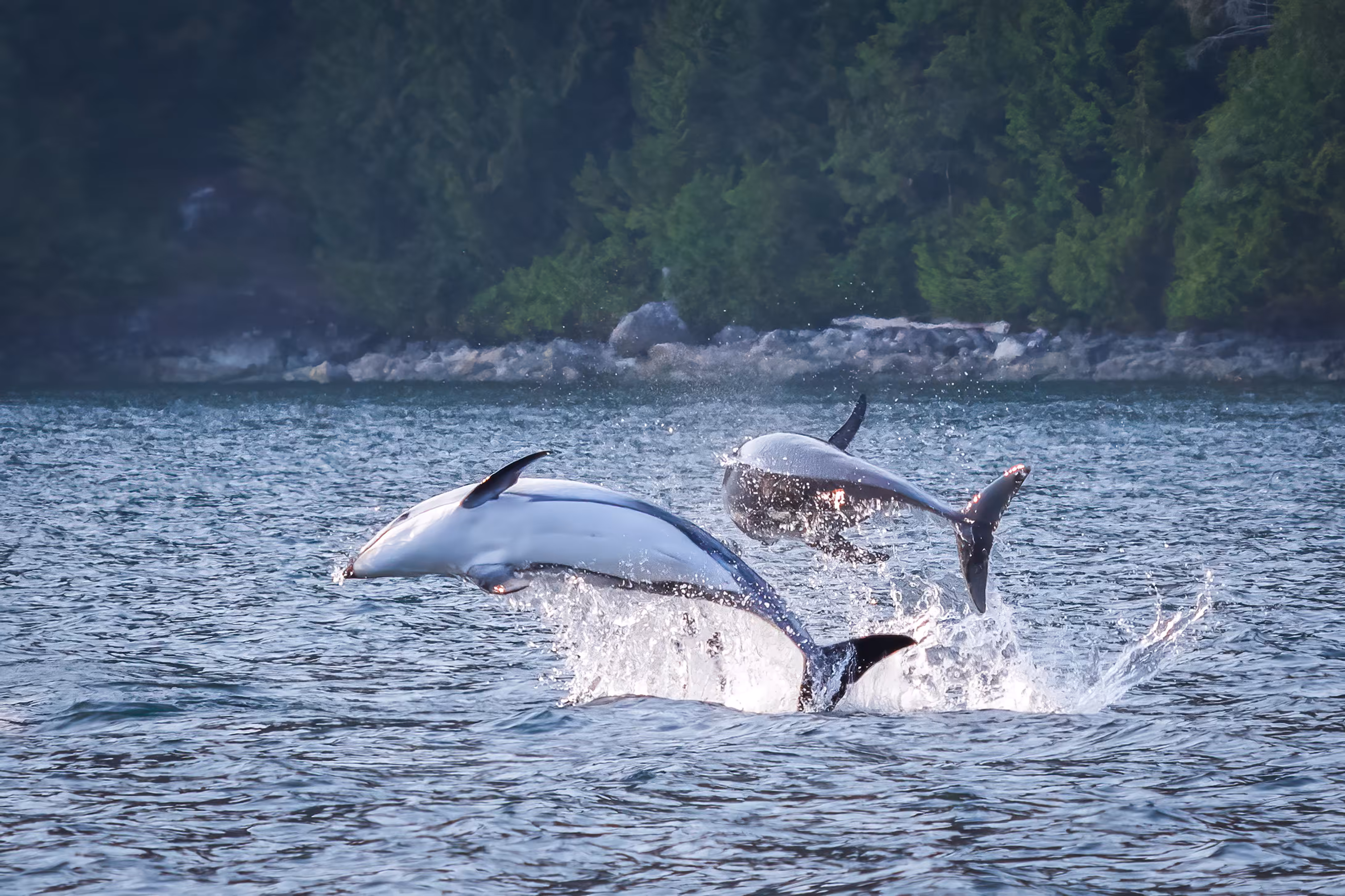 Dolphin Days: Bubbles and Skye