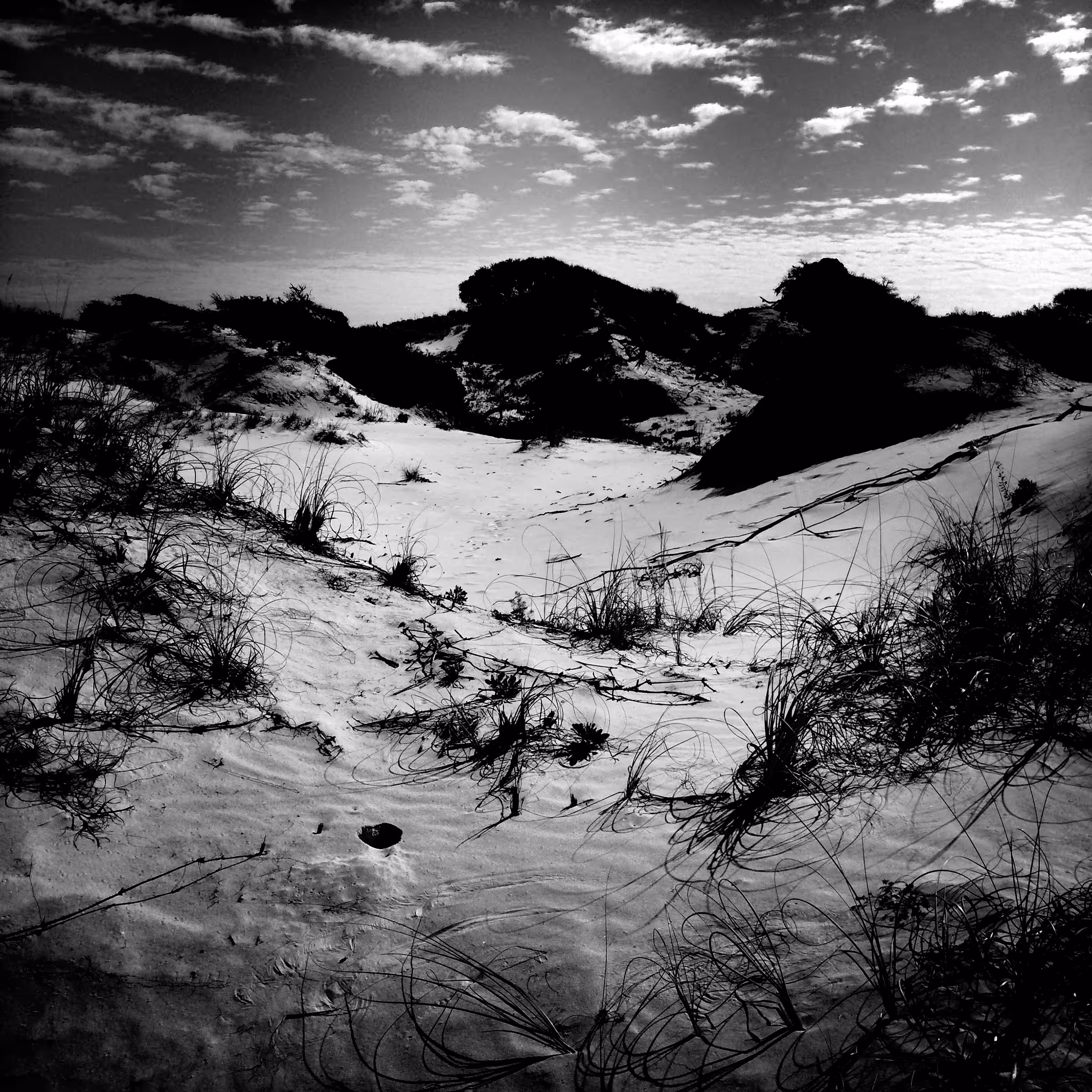 Dunes (Cape San Blas, Florida, 2016)