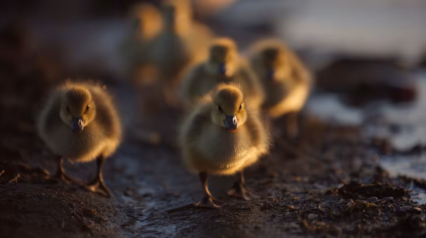 Golden Steps