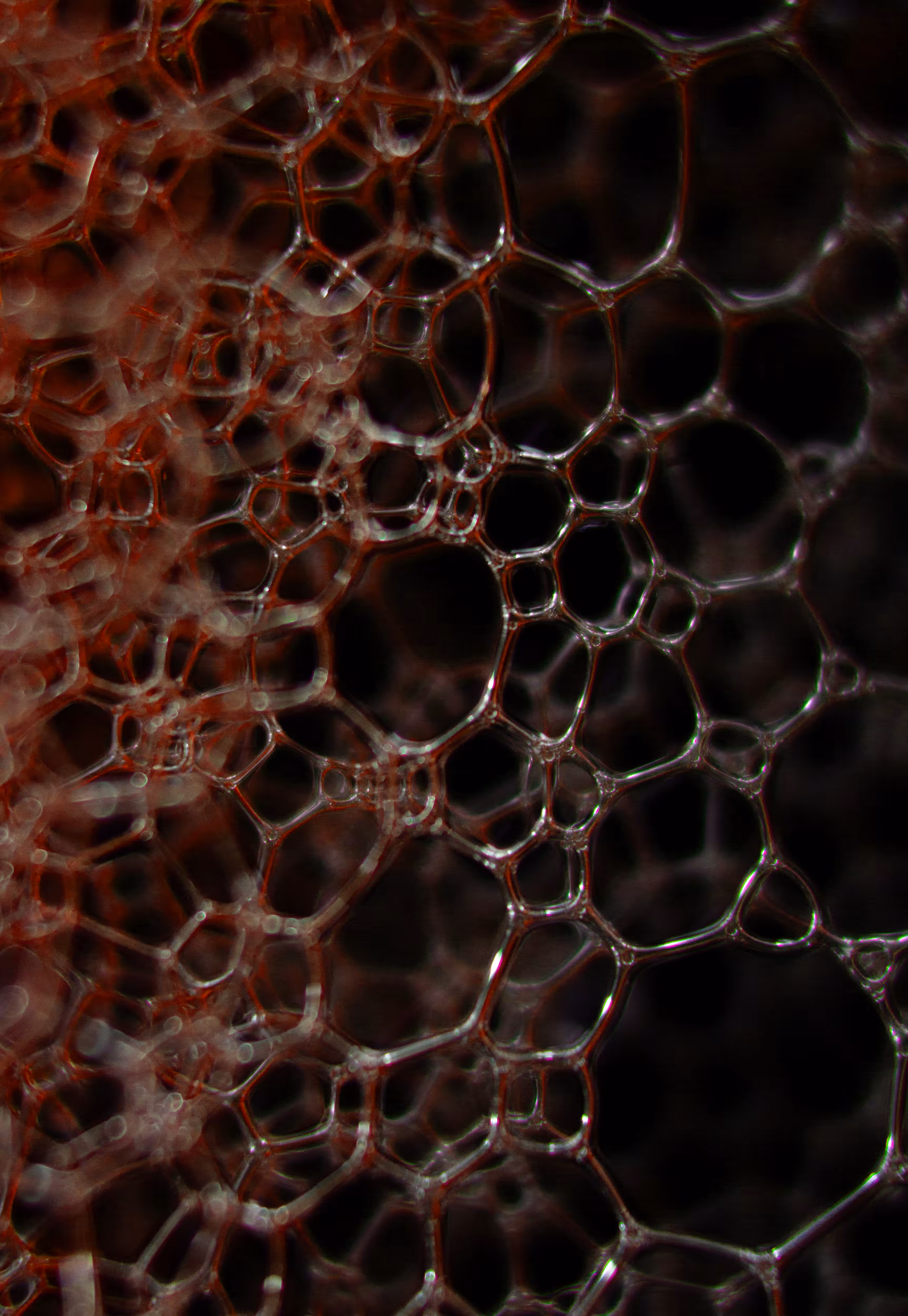 #177 Bubbles