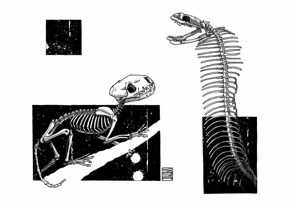 Mongoose & Cobra Skeletons Study #4