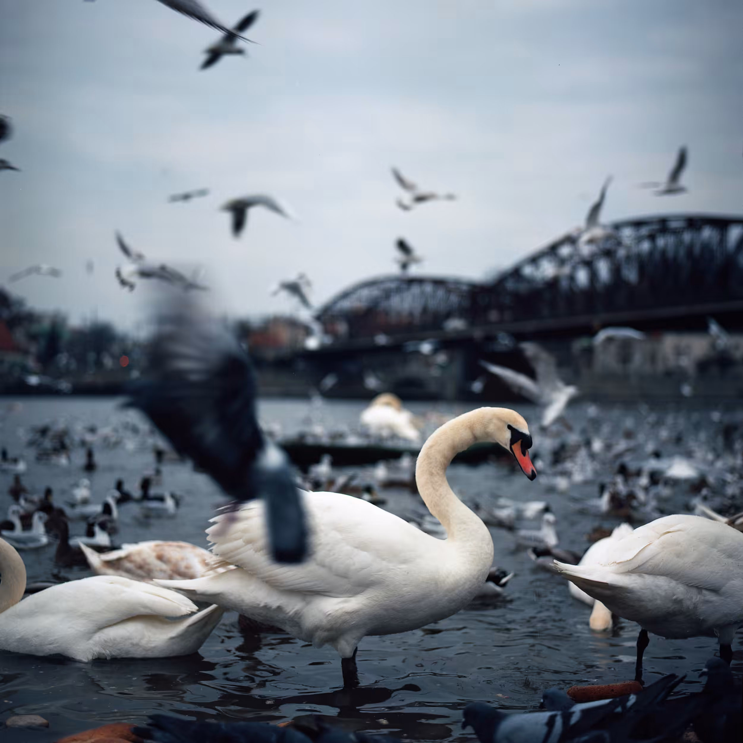 King of the birds' party
