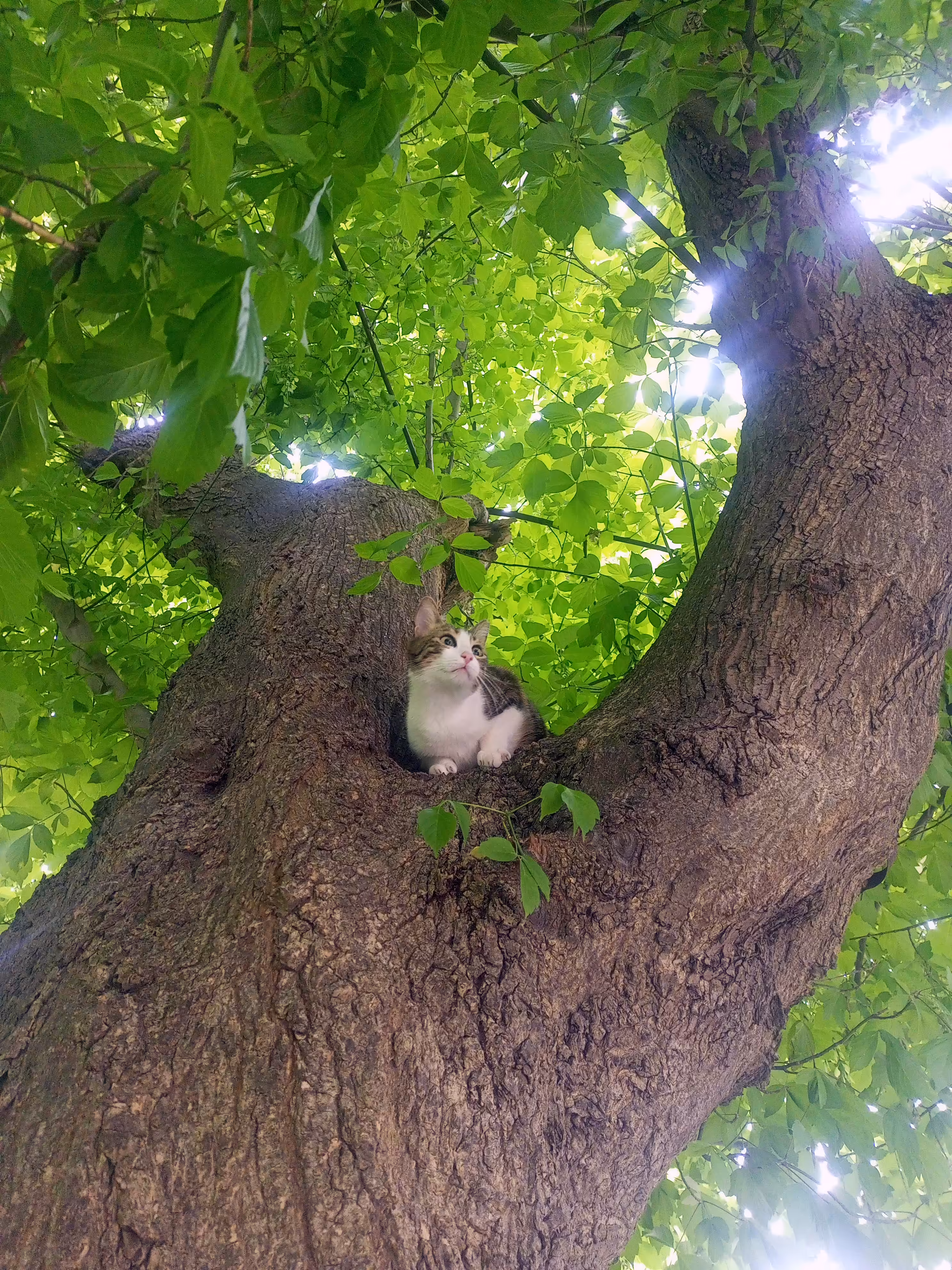 demo da cat 🐾 springtree adventure - 1