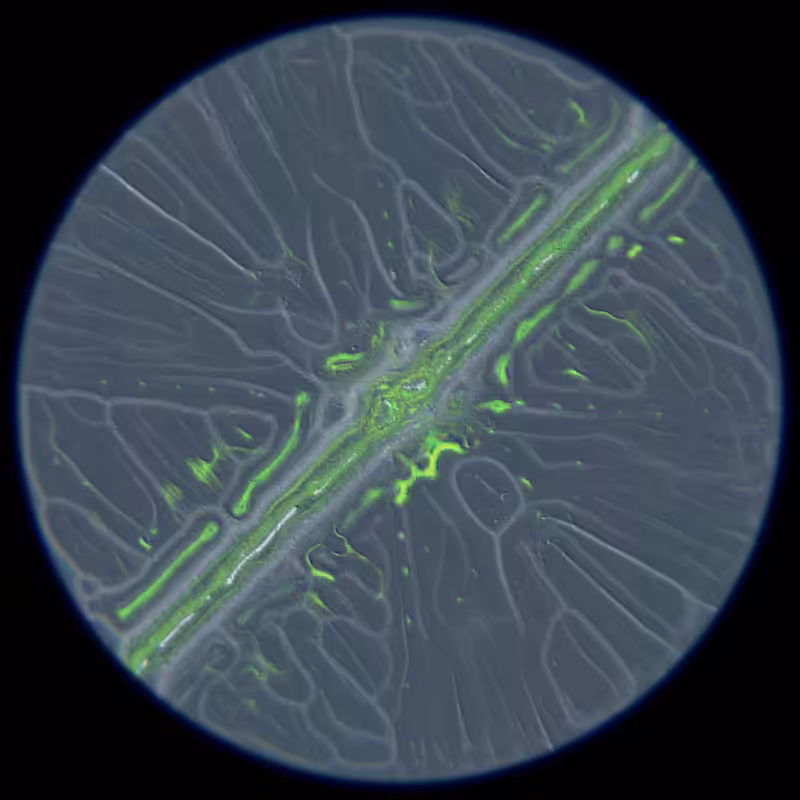 Ethereal Microcosm #79