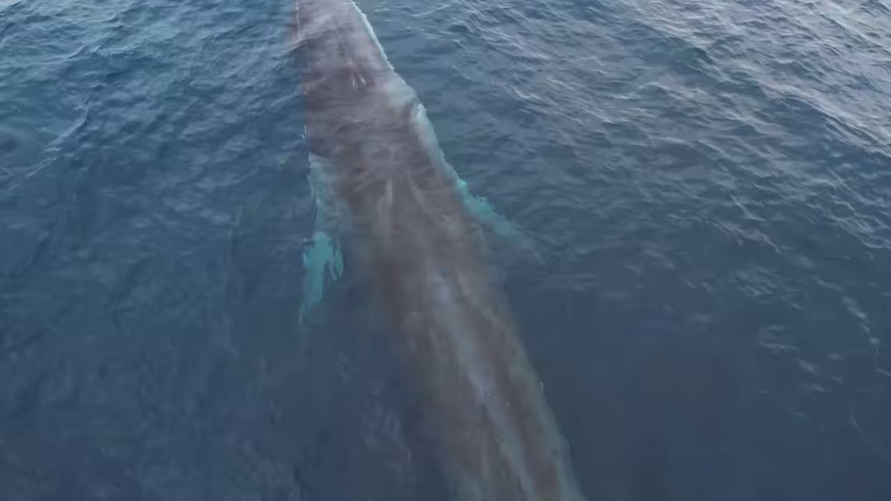 Fin Whale Alert