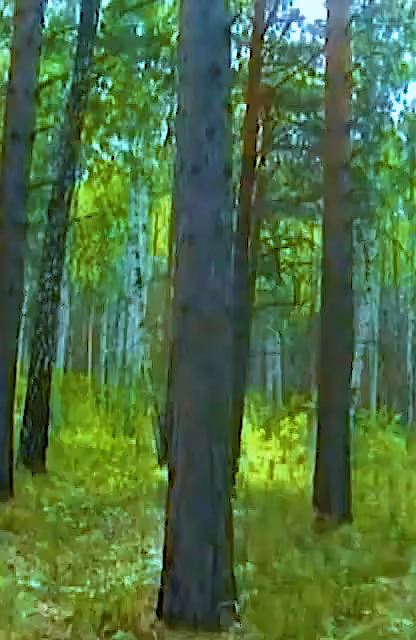 There is Something in the Woods