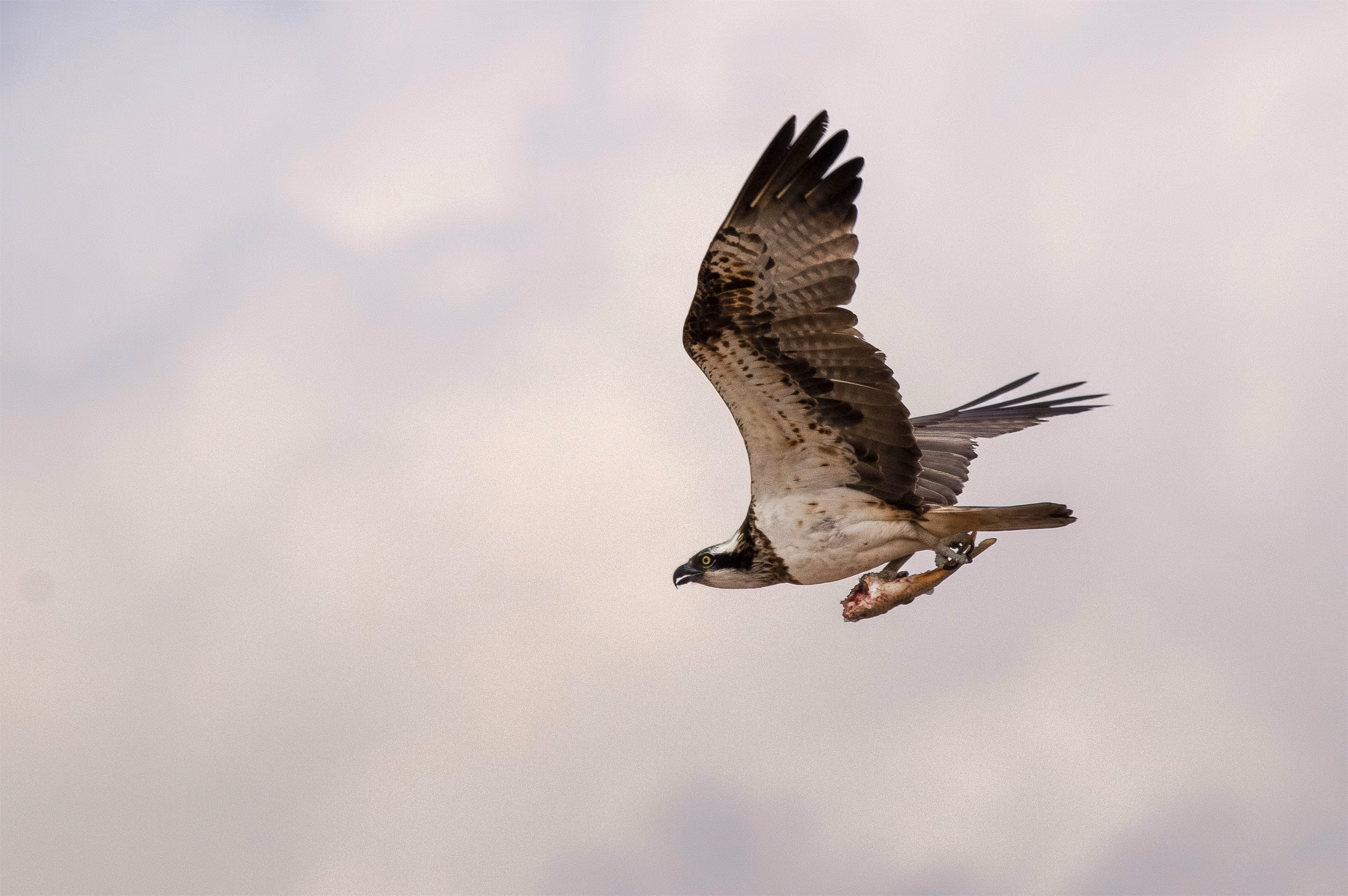 Osprey 