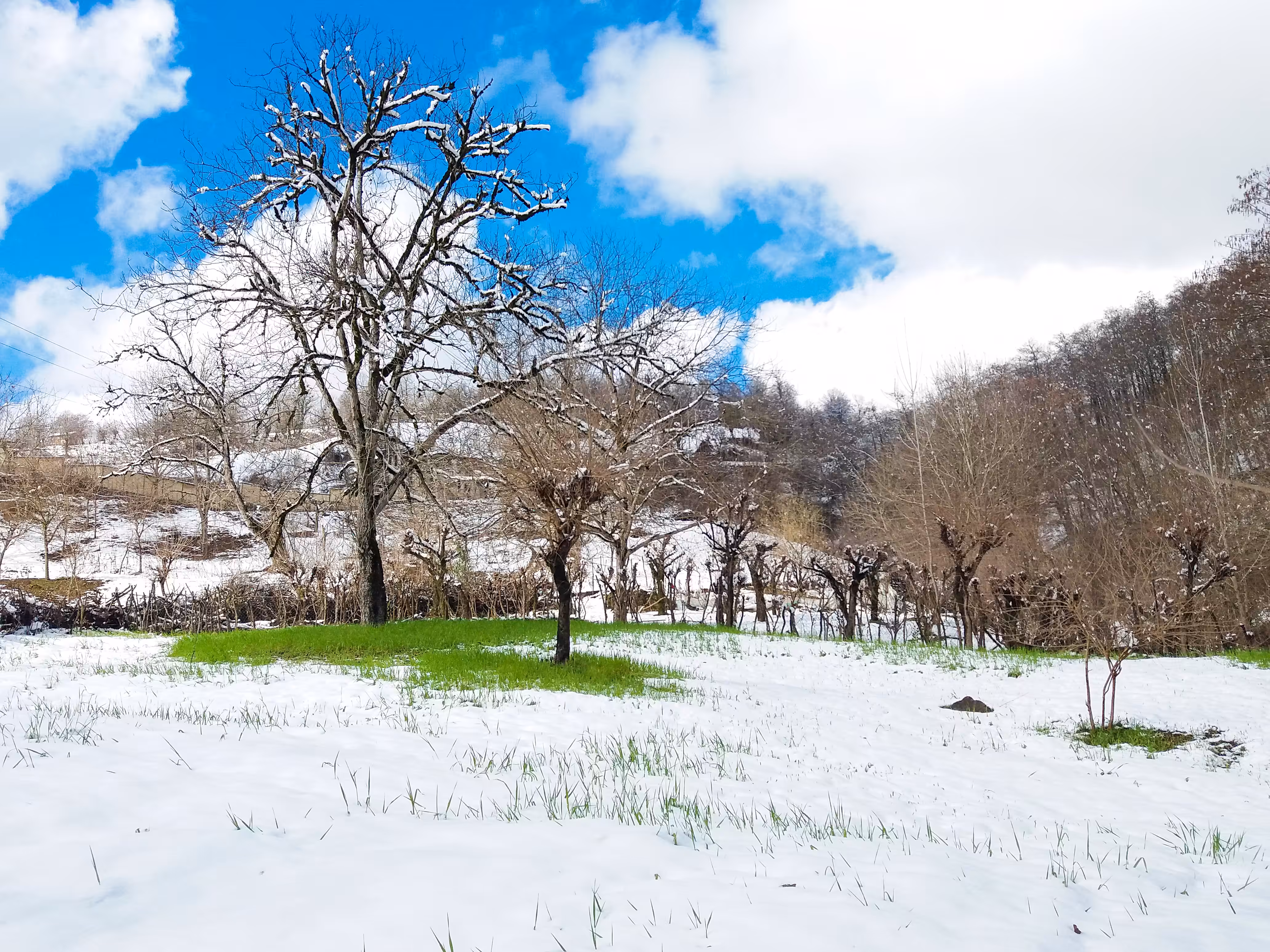 Walnut tree and white earth