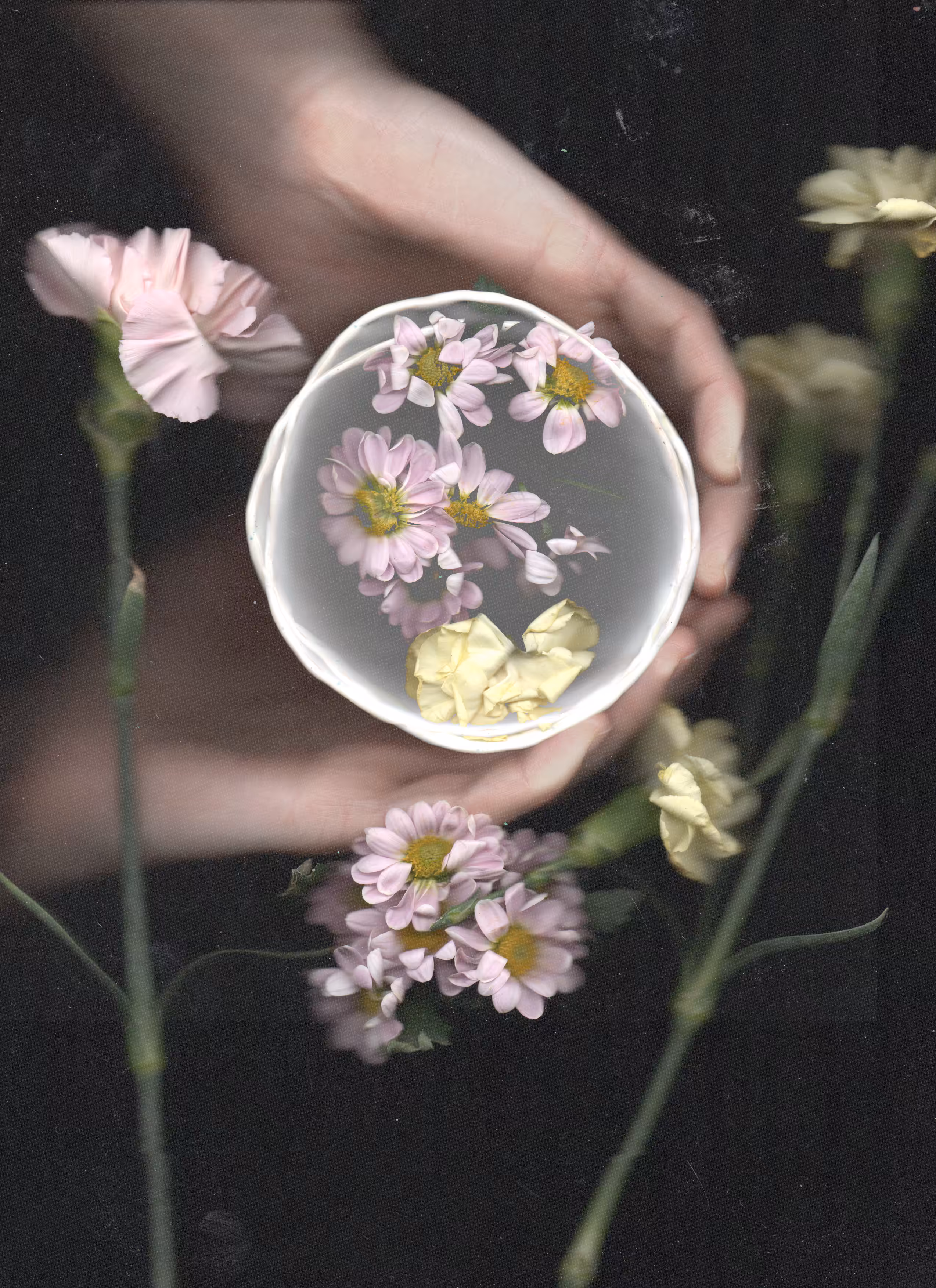 Dandelion wine
