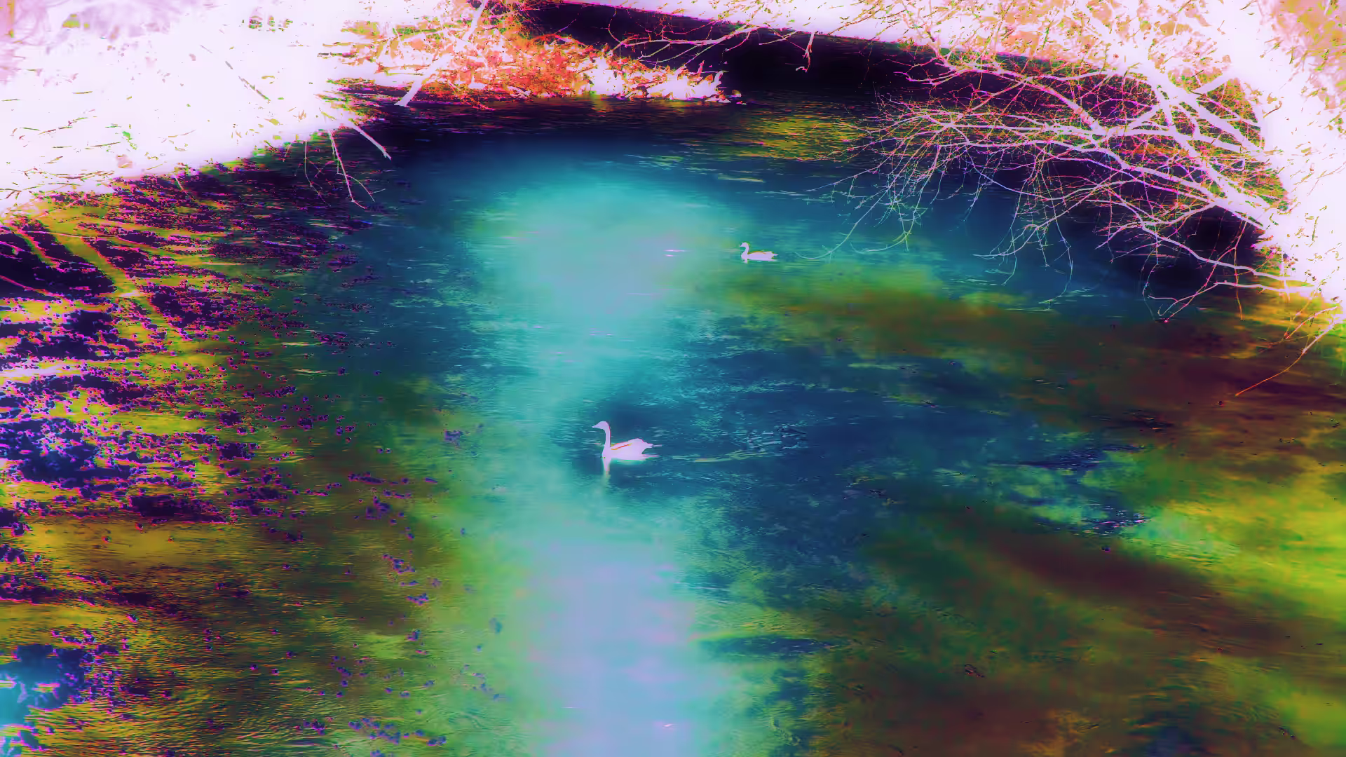 Magical Pond