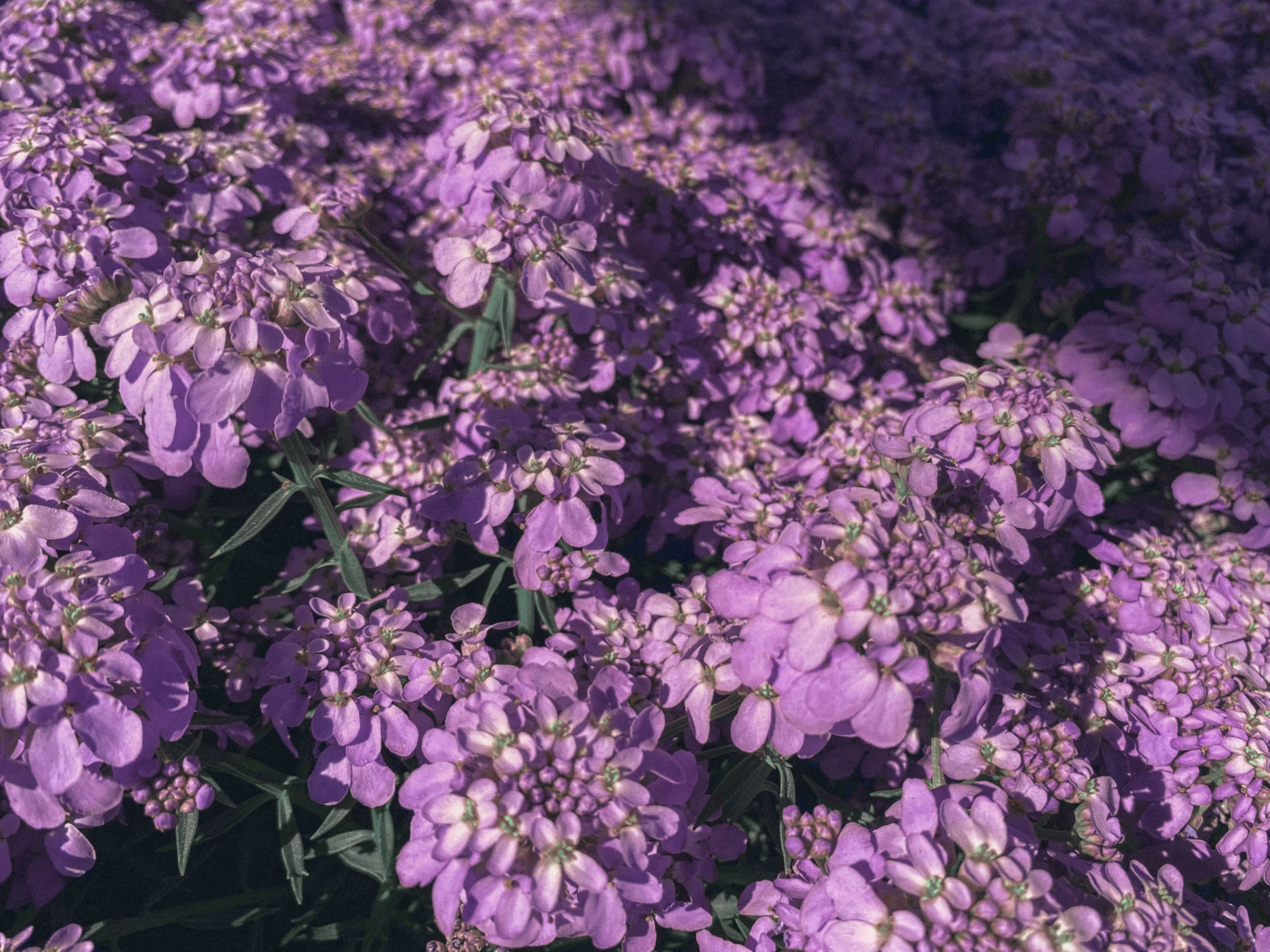 Oh, Sweet Violet!