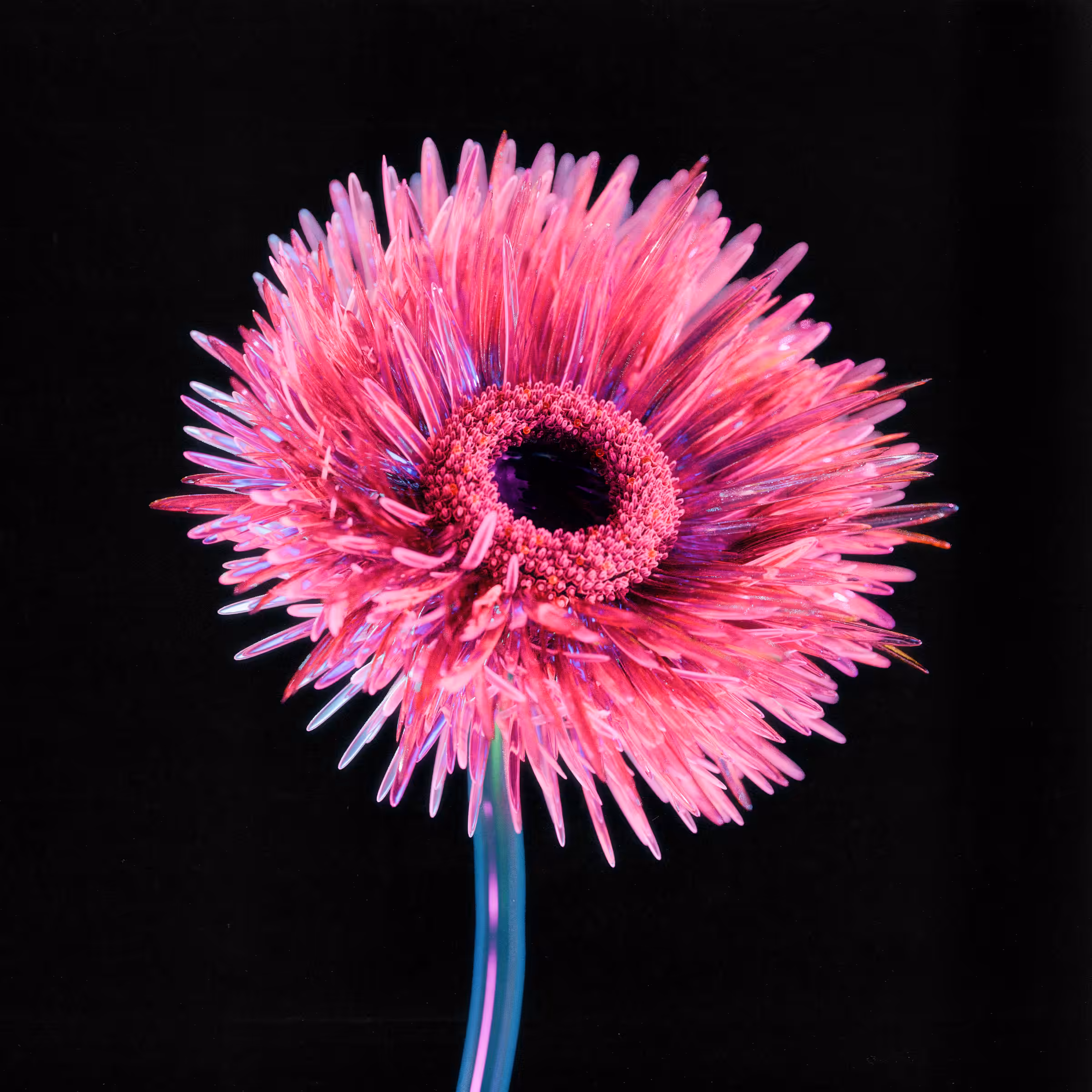 Flower #06 by Olivia Pedigo