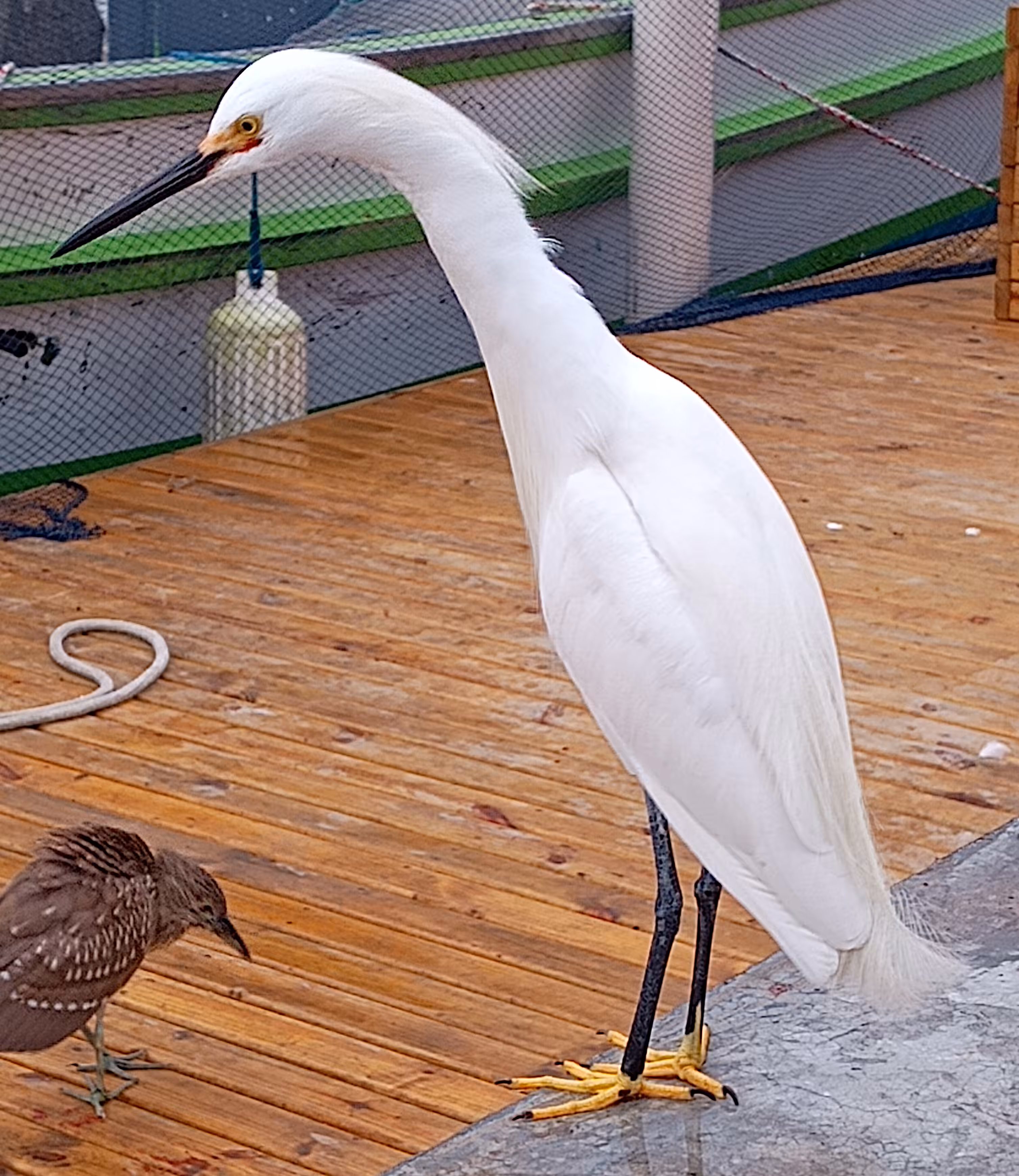 Snowy Egret