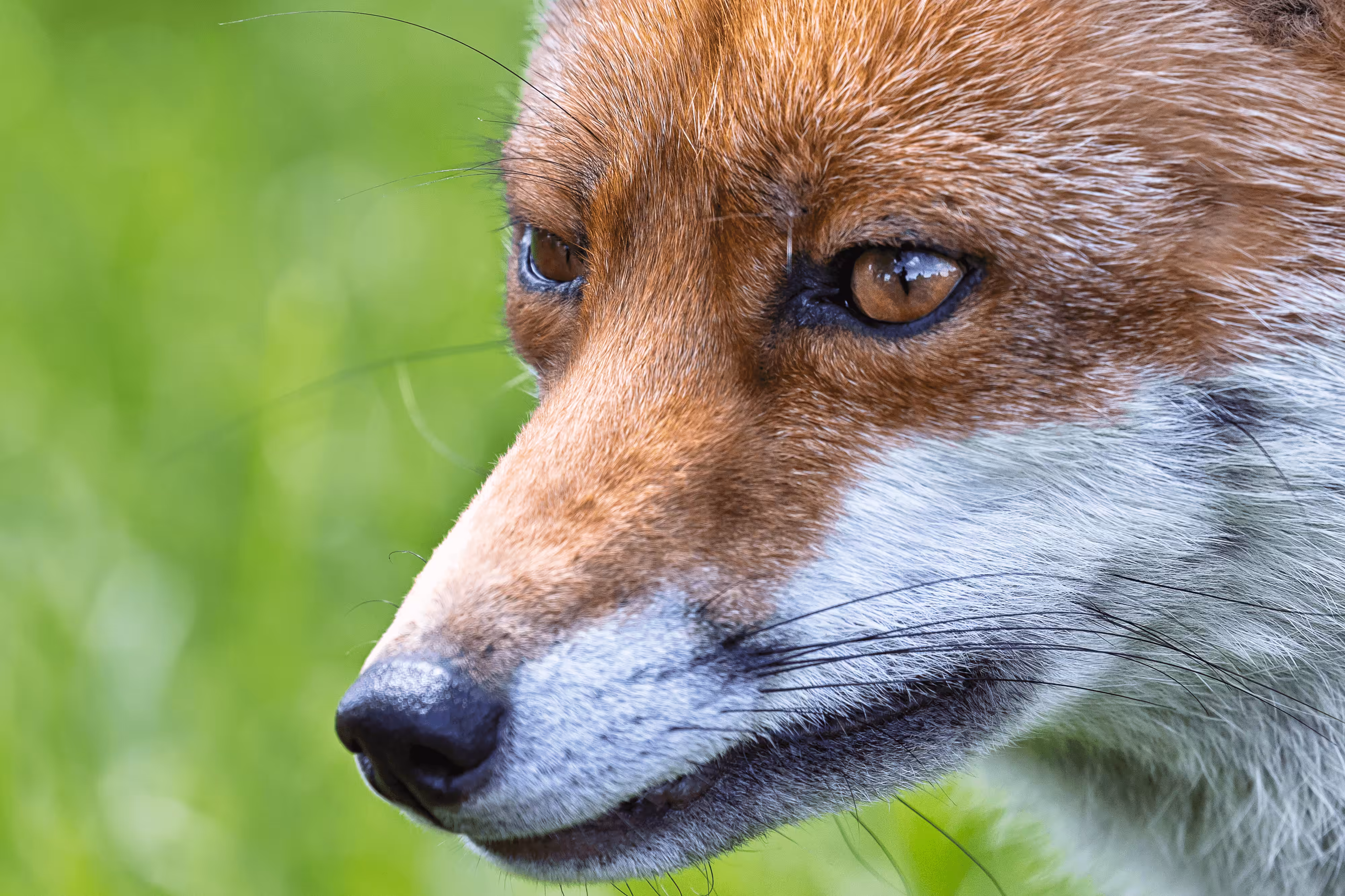 Fox Close Up
