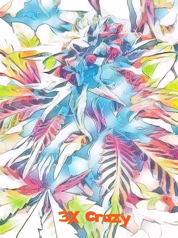 3x Crazy - CannabisArtCollection#002