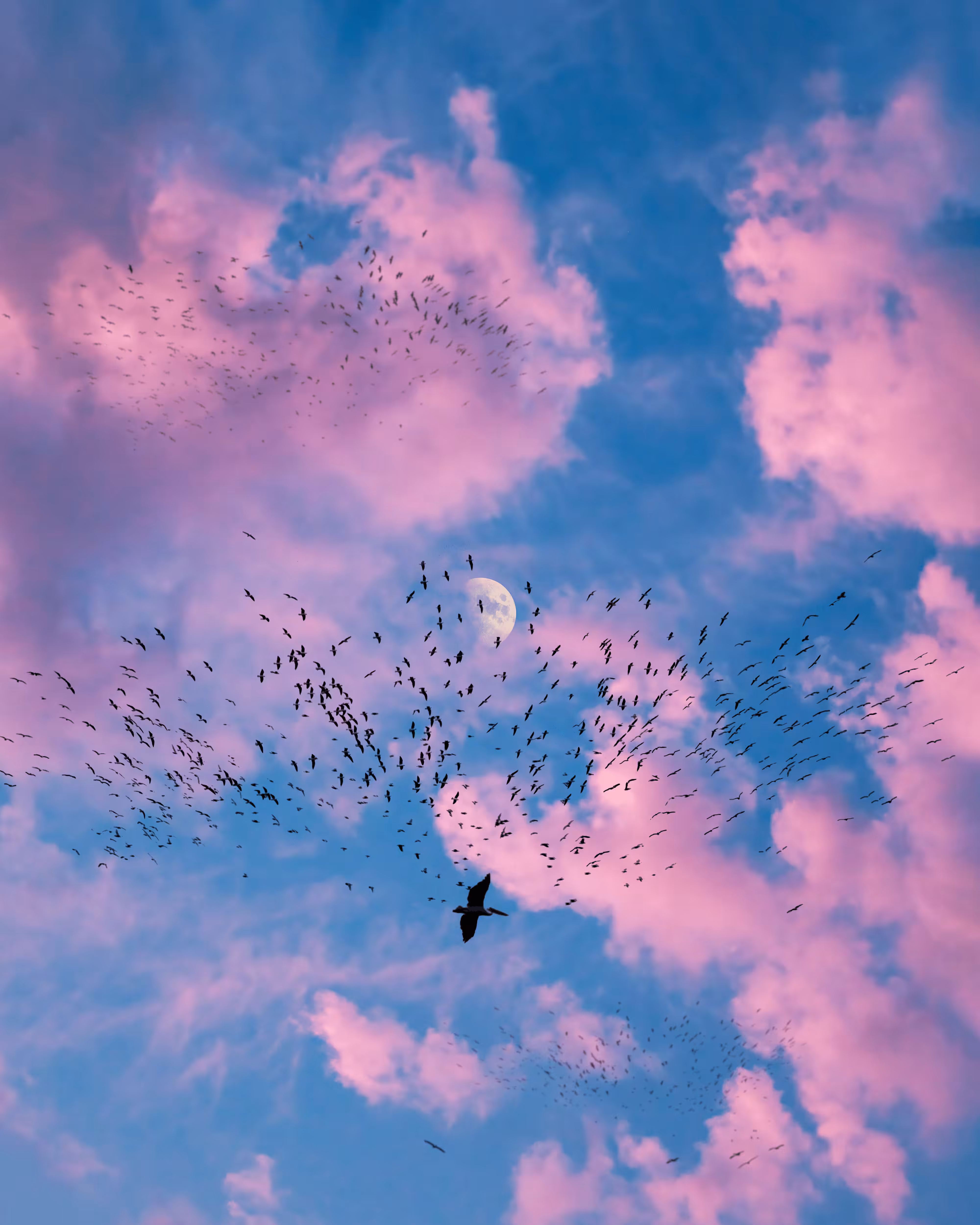 Flock of Us #17