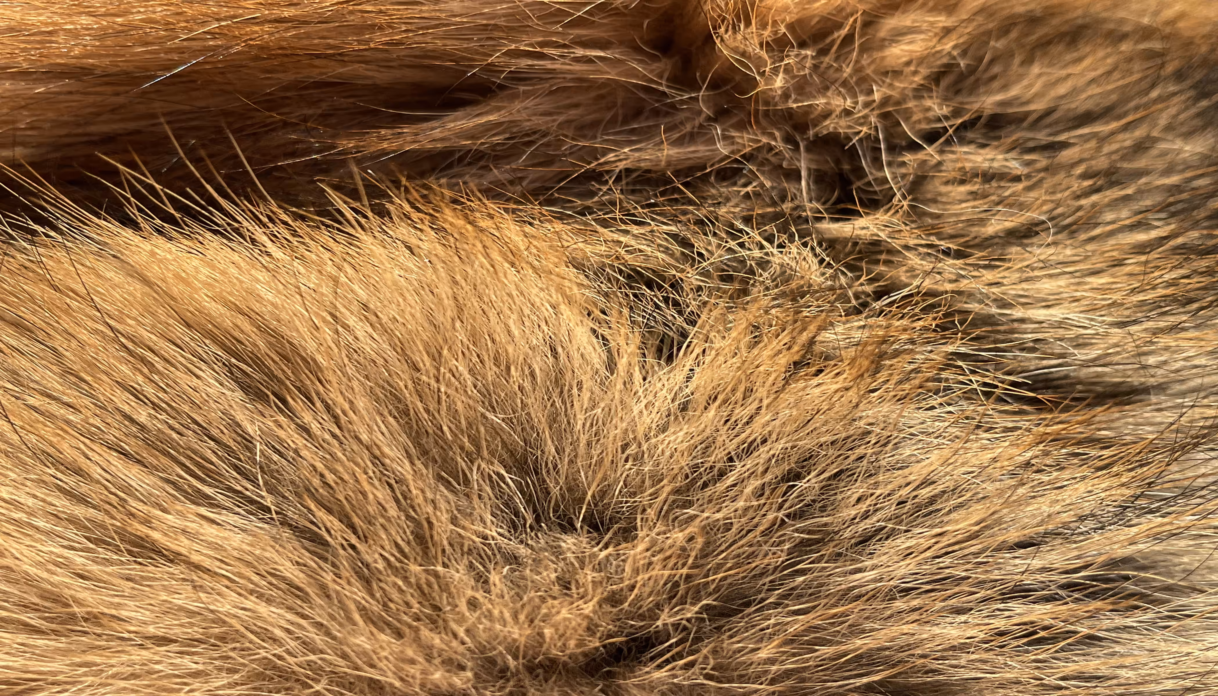 The Furs of Bella #4