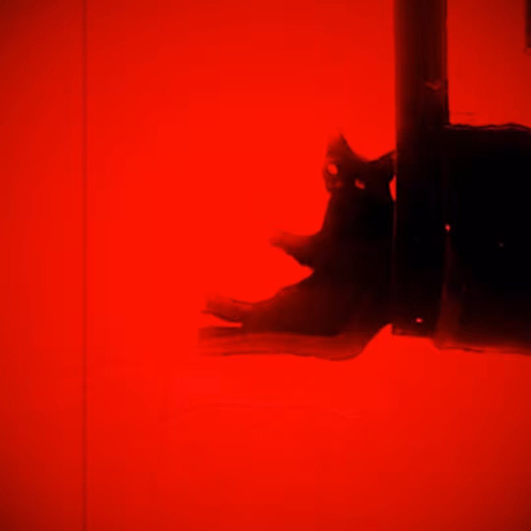 ABC 8 (Lucy France) With Original Sound Design
