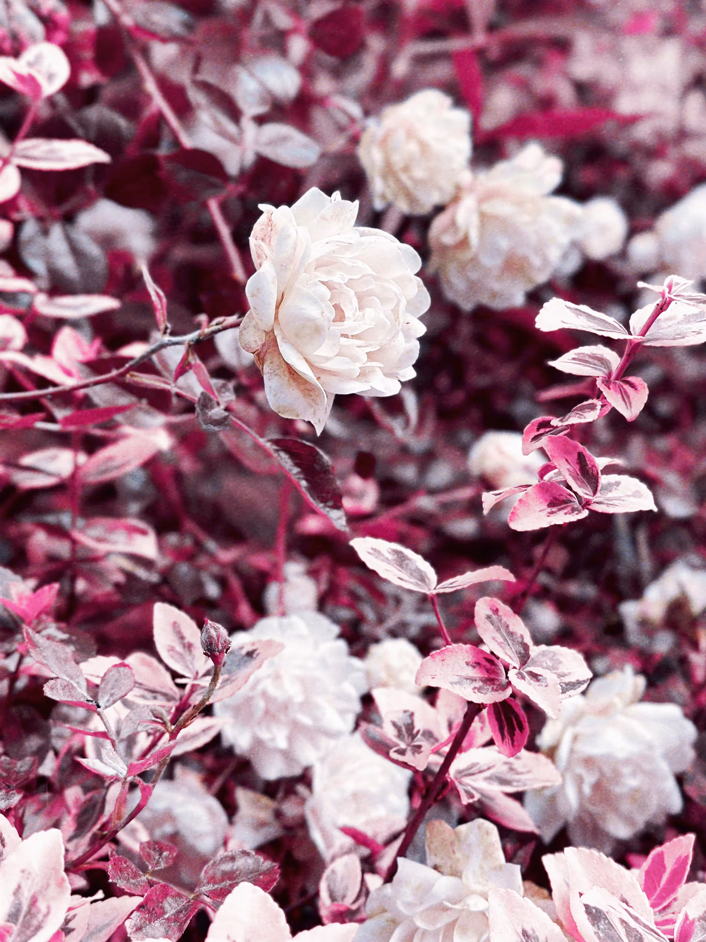 White in Pink
