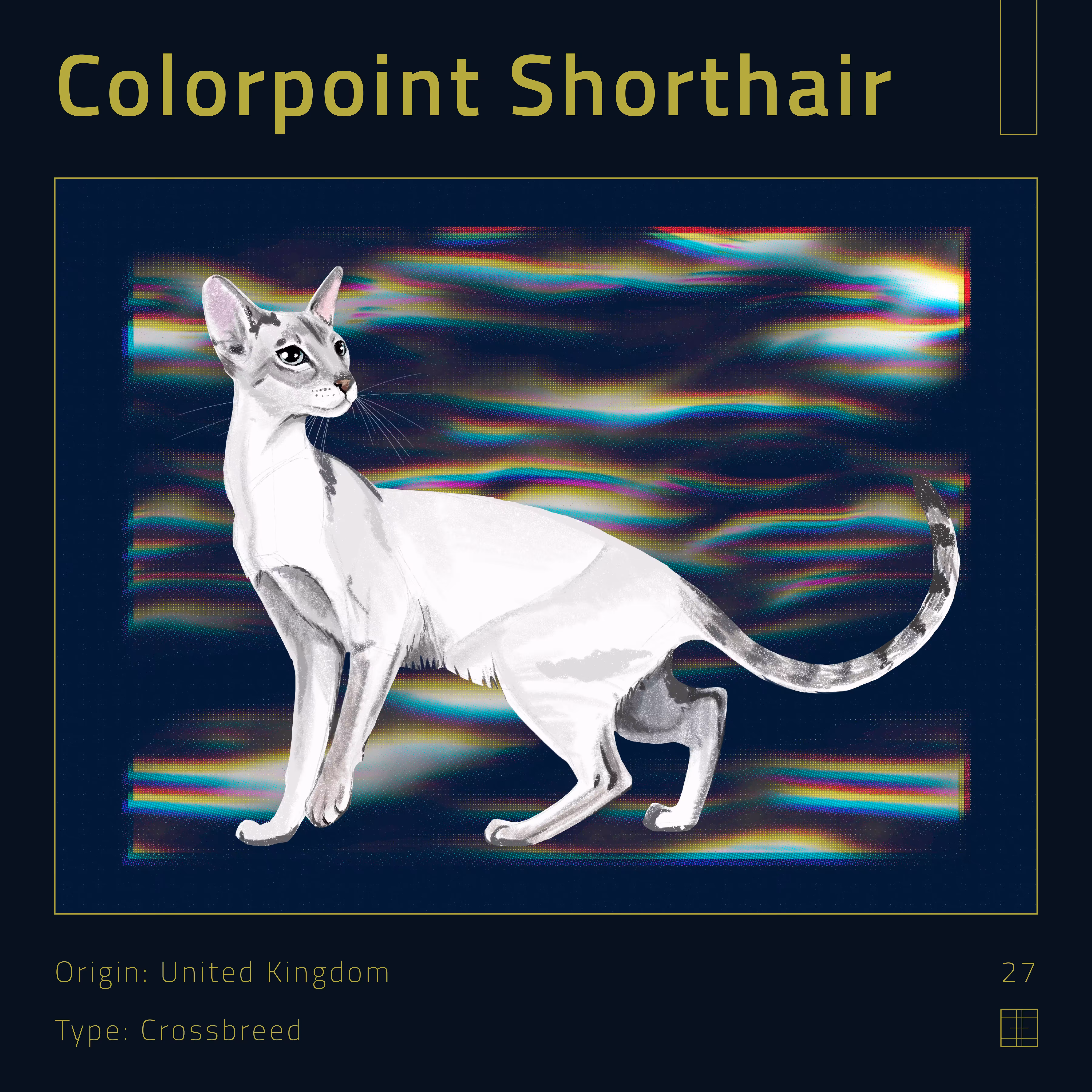 27 – Colorpoint Shorthair cat