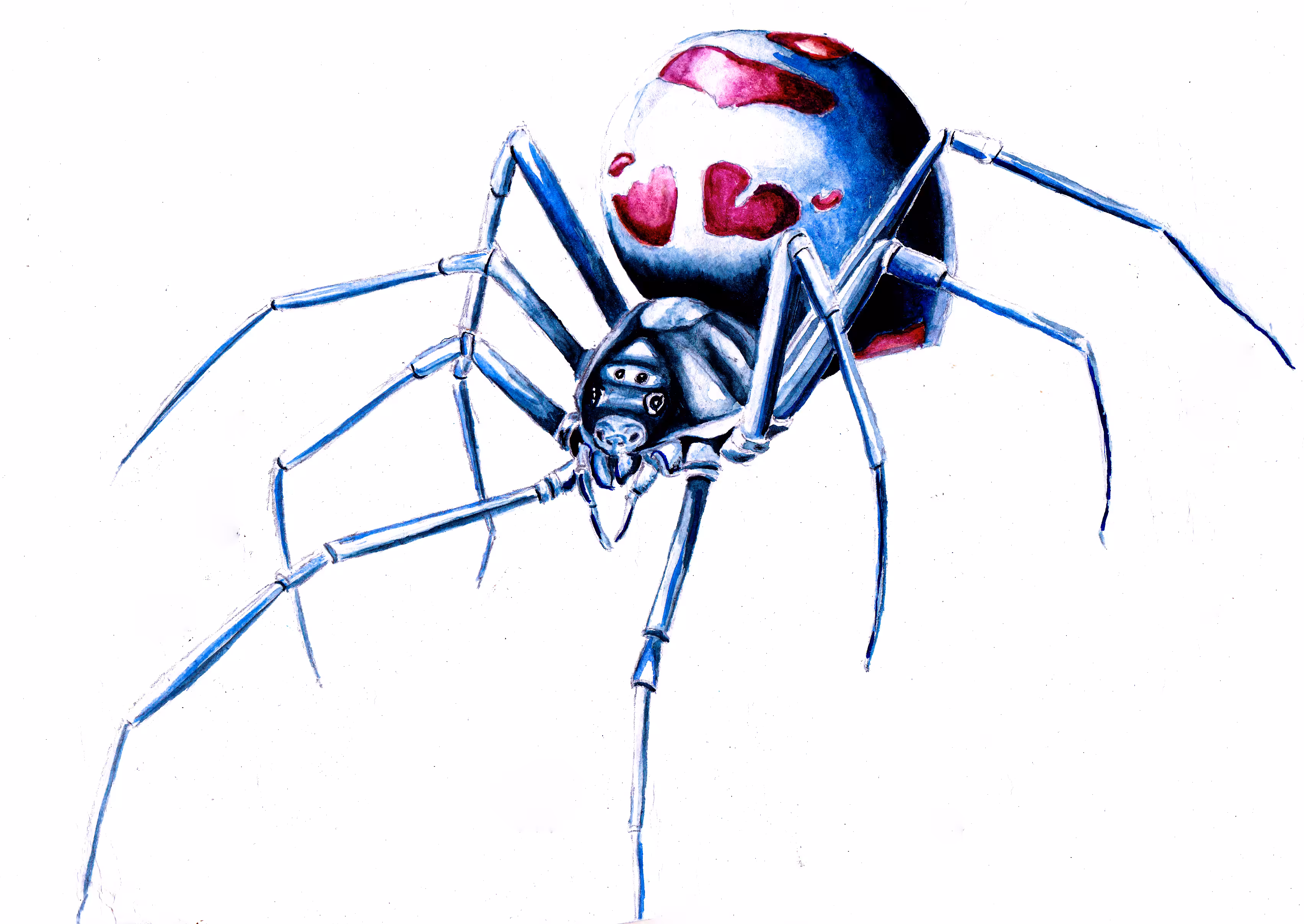 Black widow