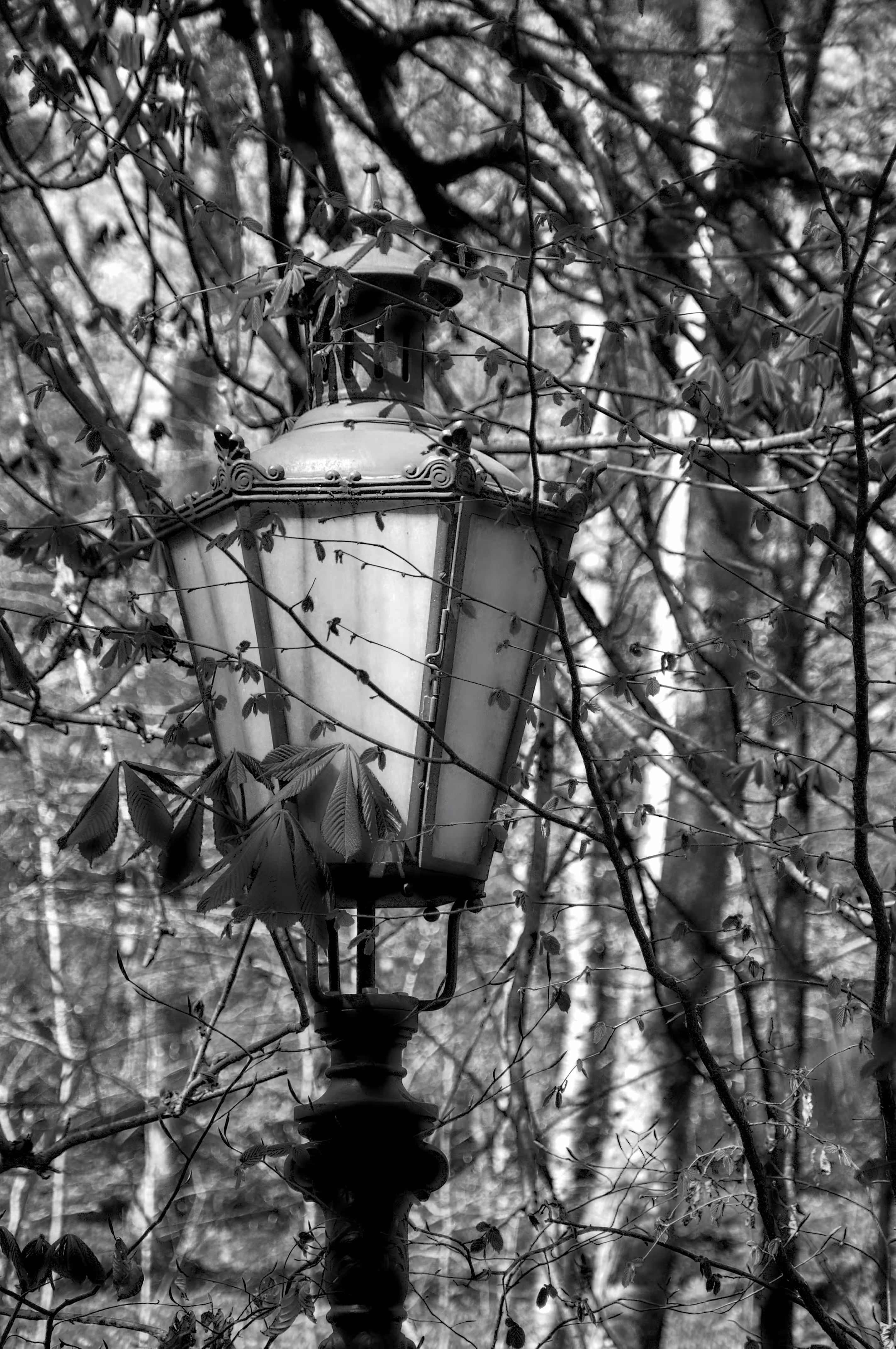 Lantern in the Woods