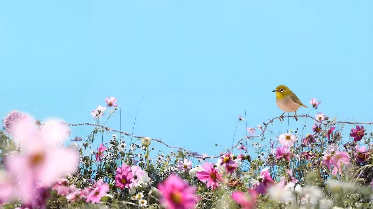 Birds Observations: Peachy, Caroline's Meadow