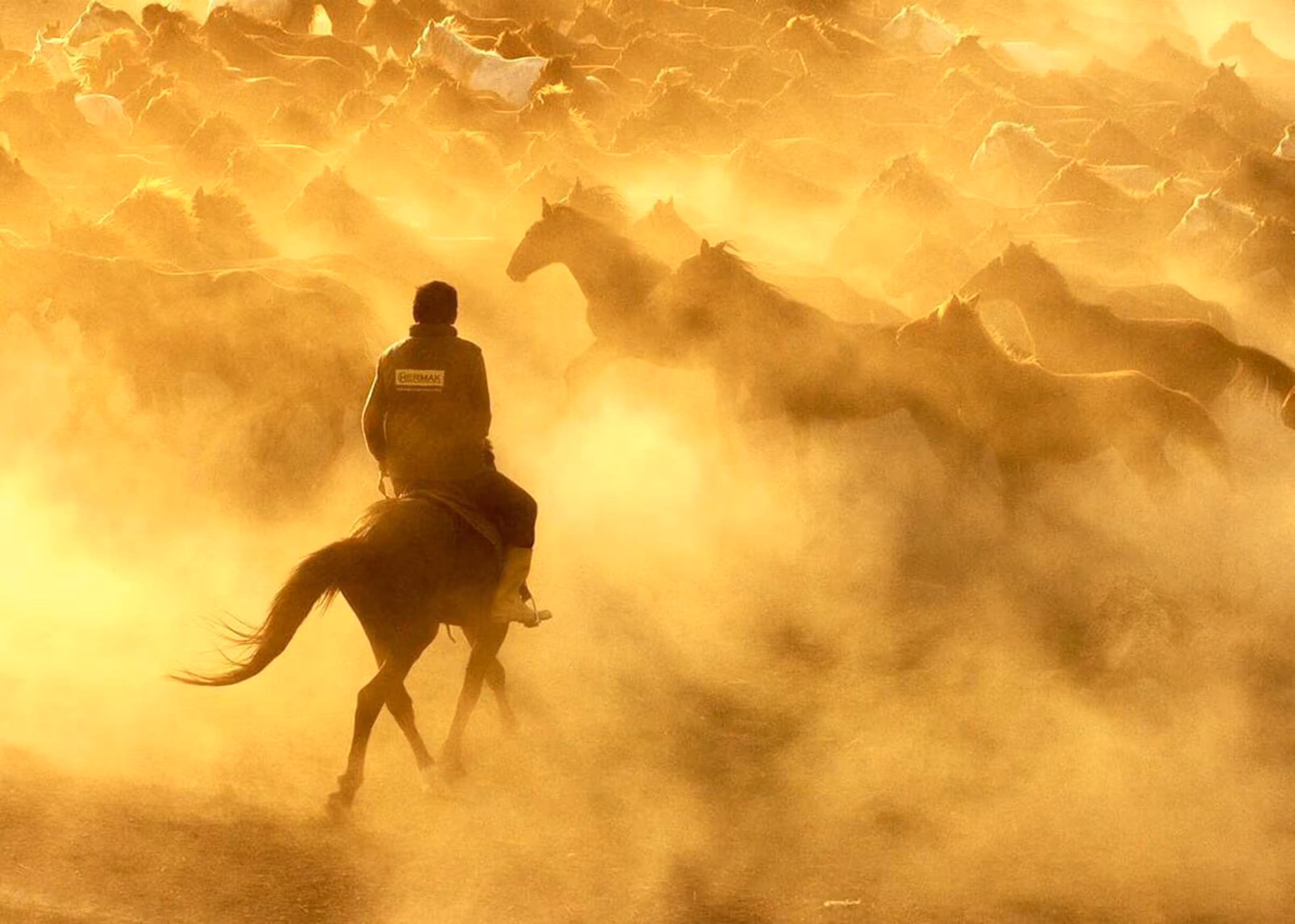 Gold Horses