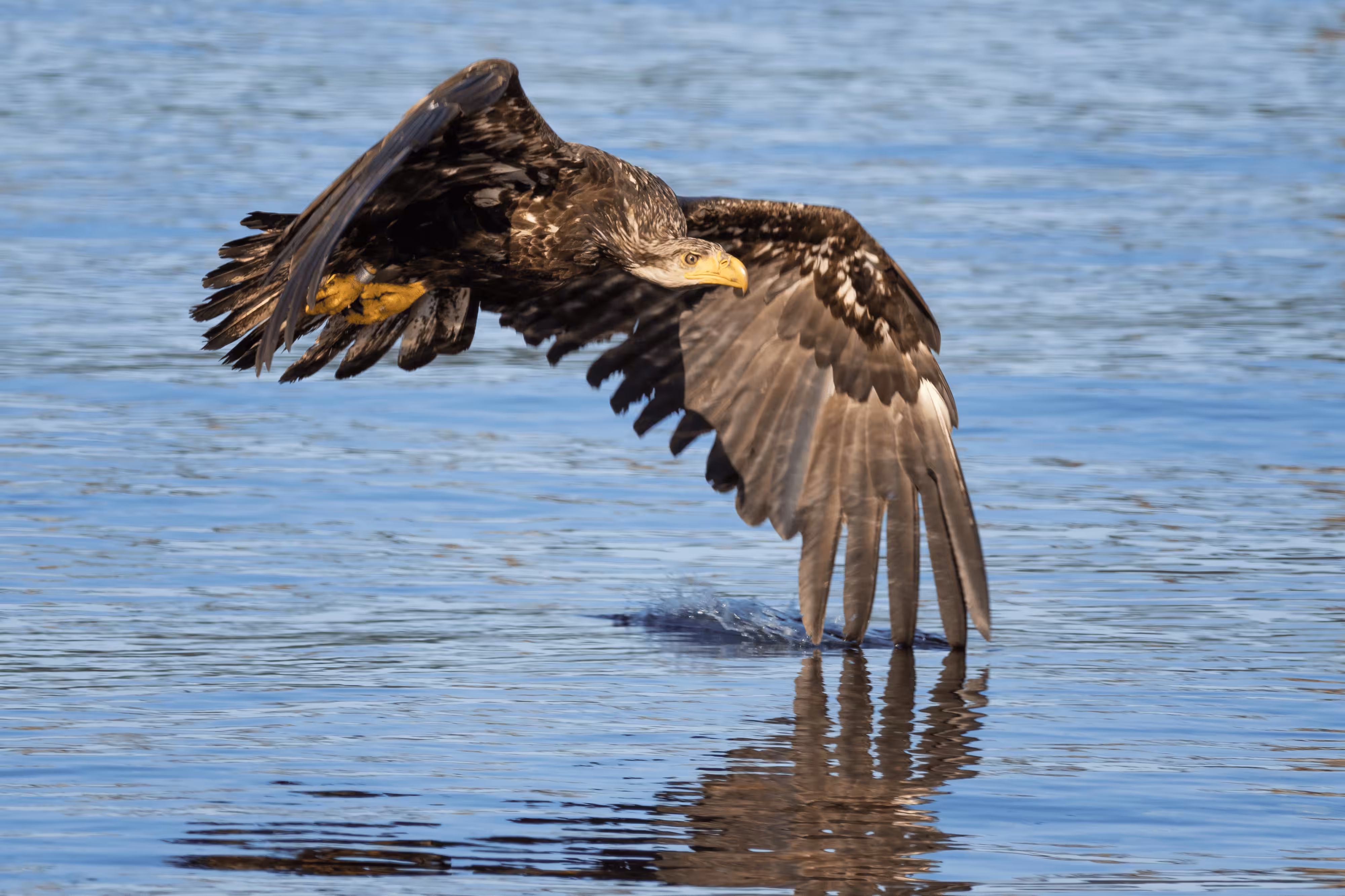 Bald Eagle #5