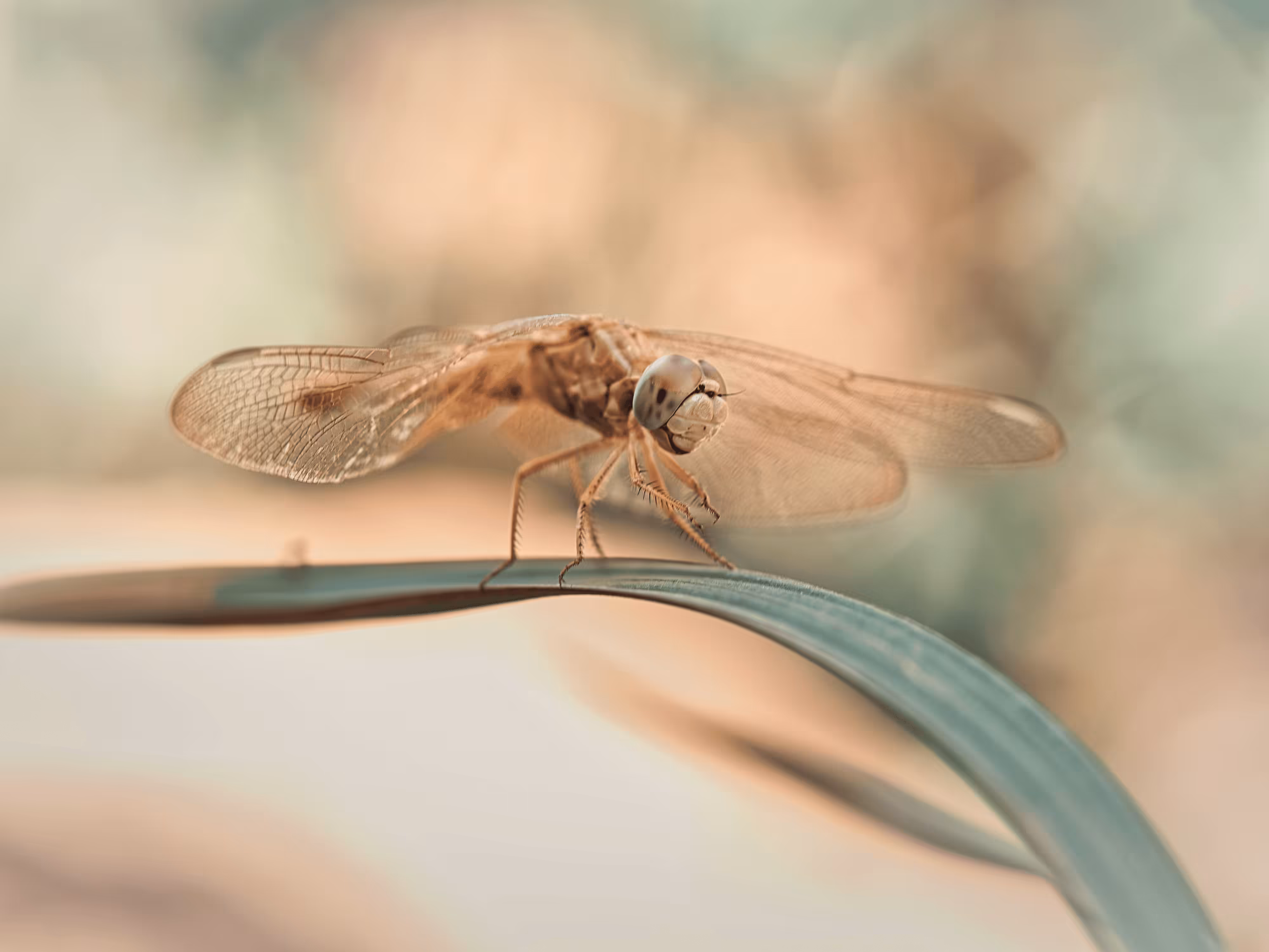 insectography #19