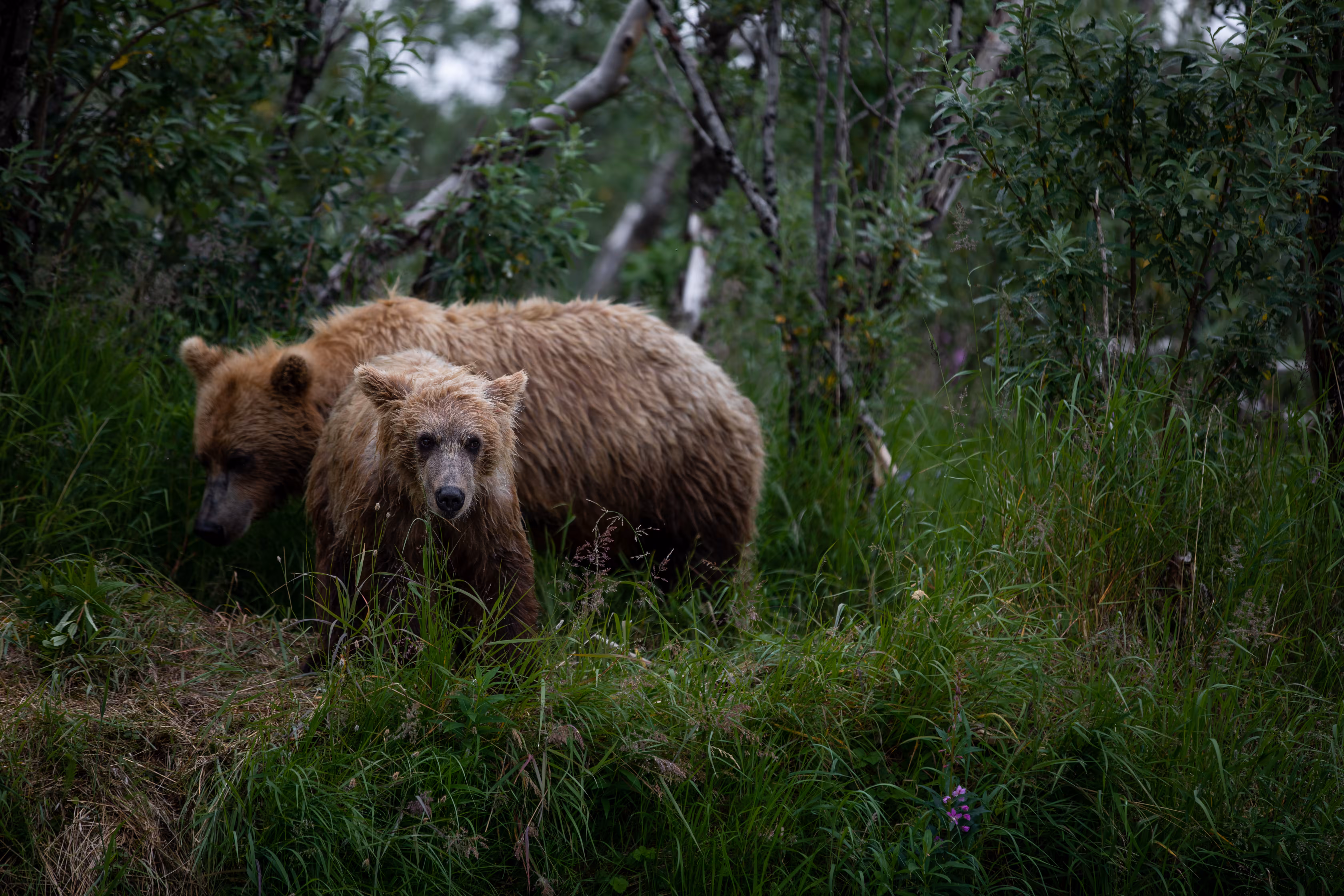 Curious Grizzly Cub