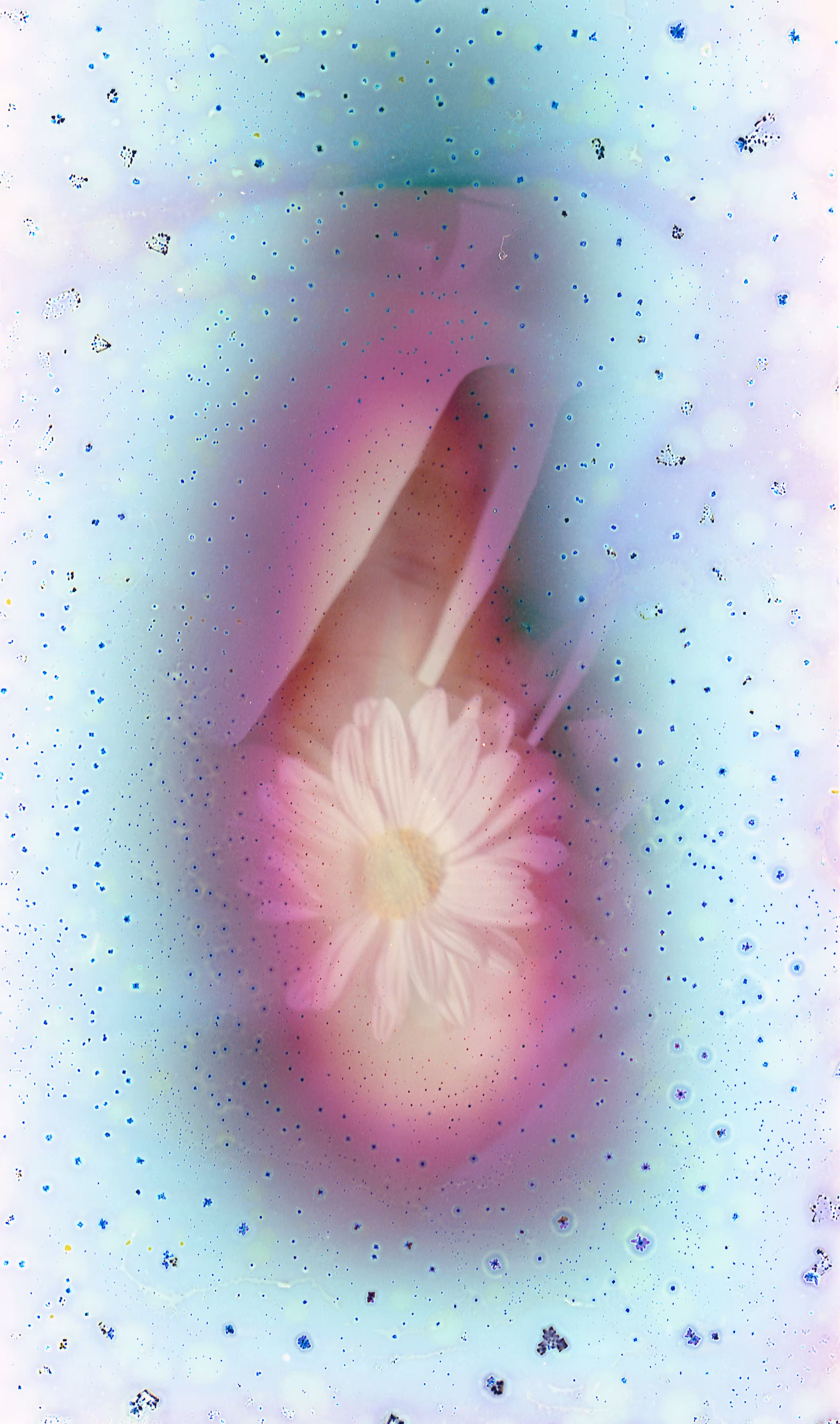 Portal Seed